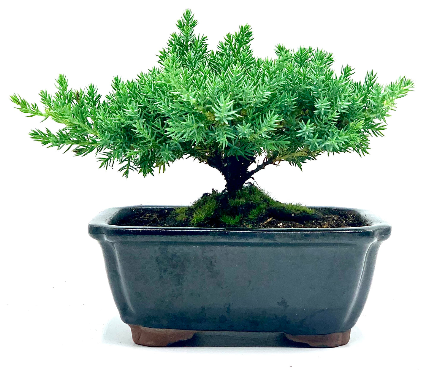 Live Dwarf Juniper Bonsai Tree | Indoor/Outdoor | 100% Handcrafted| Home and Office Décor | Best Gift for Holiday | Good for Beginner