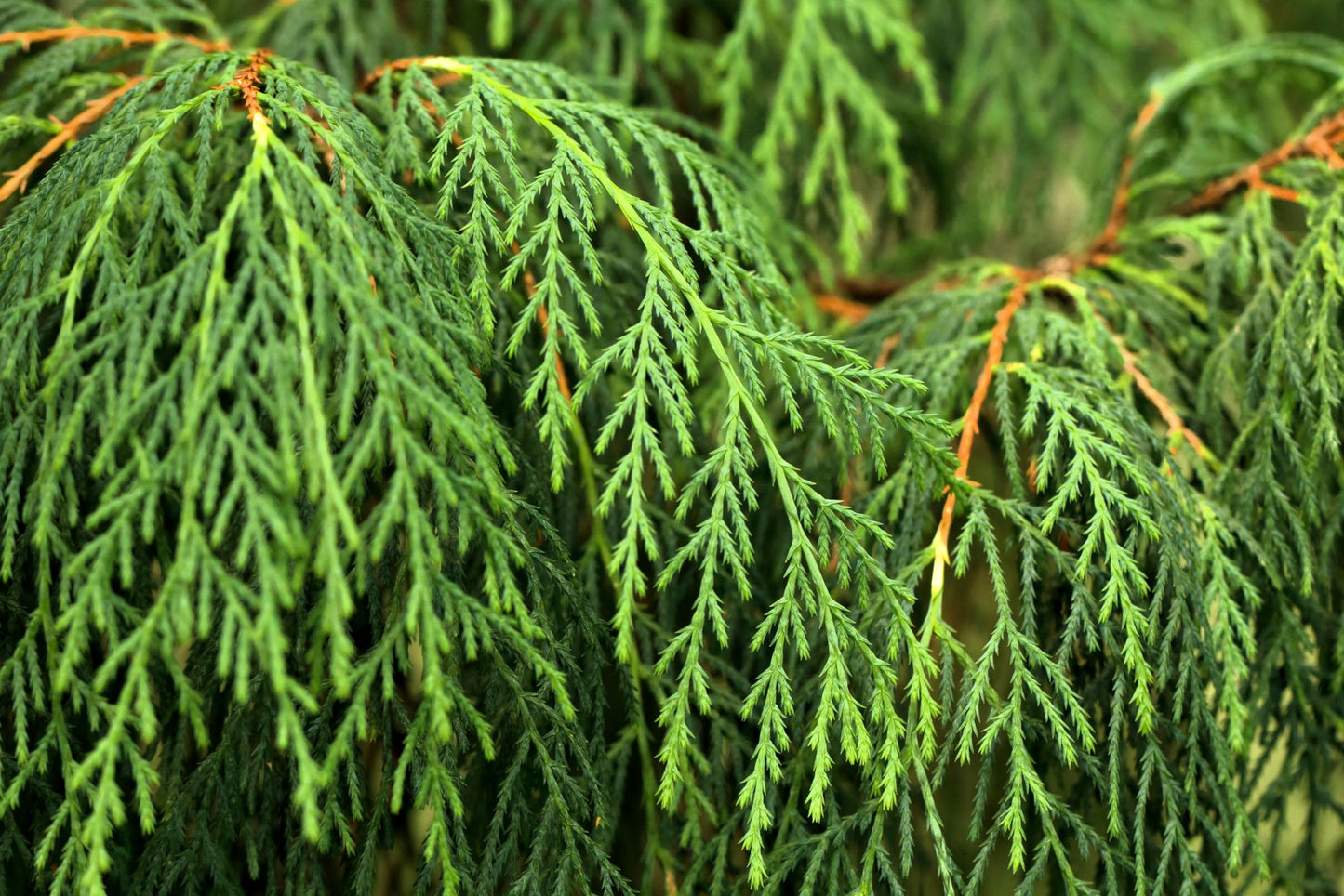 30 Kashmir Weeping Cypress Tree Cupressus Cashmeriana Blue Evergreen Seeds