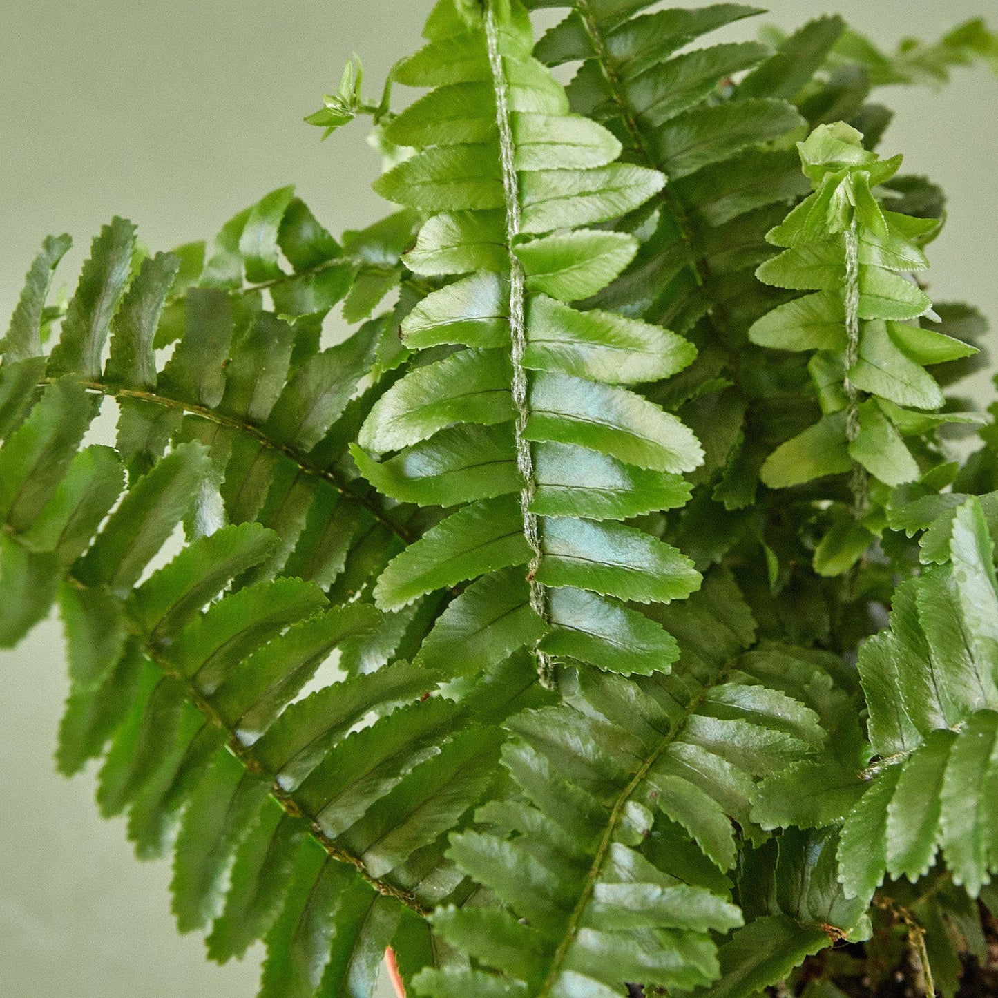 Jester's Crown Fern | Live Plant for Indoor & Outdoor | for Living Room, Office, Bathroom | (6" Pot)