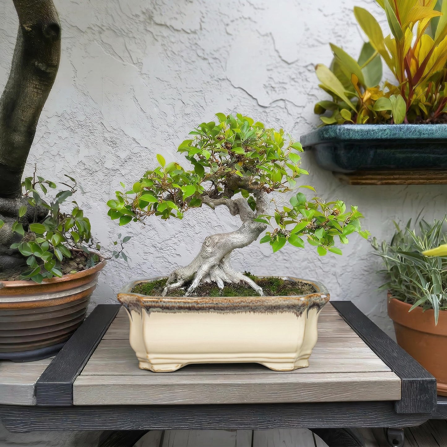 Teagas 11.6 Inch Succulent Pots - Ceramic Bonsai Tree Pots with Drainage Hole, Succulent Planters for Indoor Plants Outdoor, Bonsai Planter, Garden Decor, House Warming Gifts, Rectangular Beige-Brown