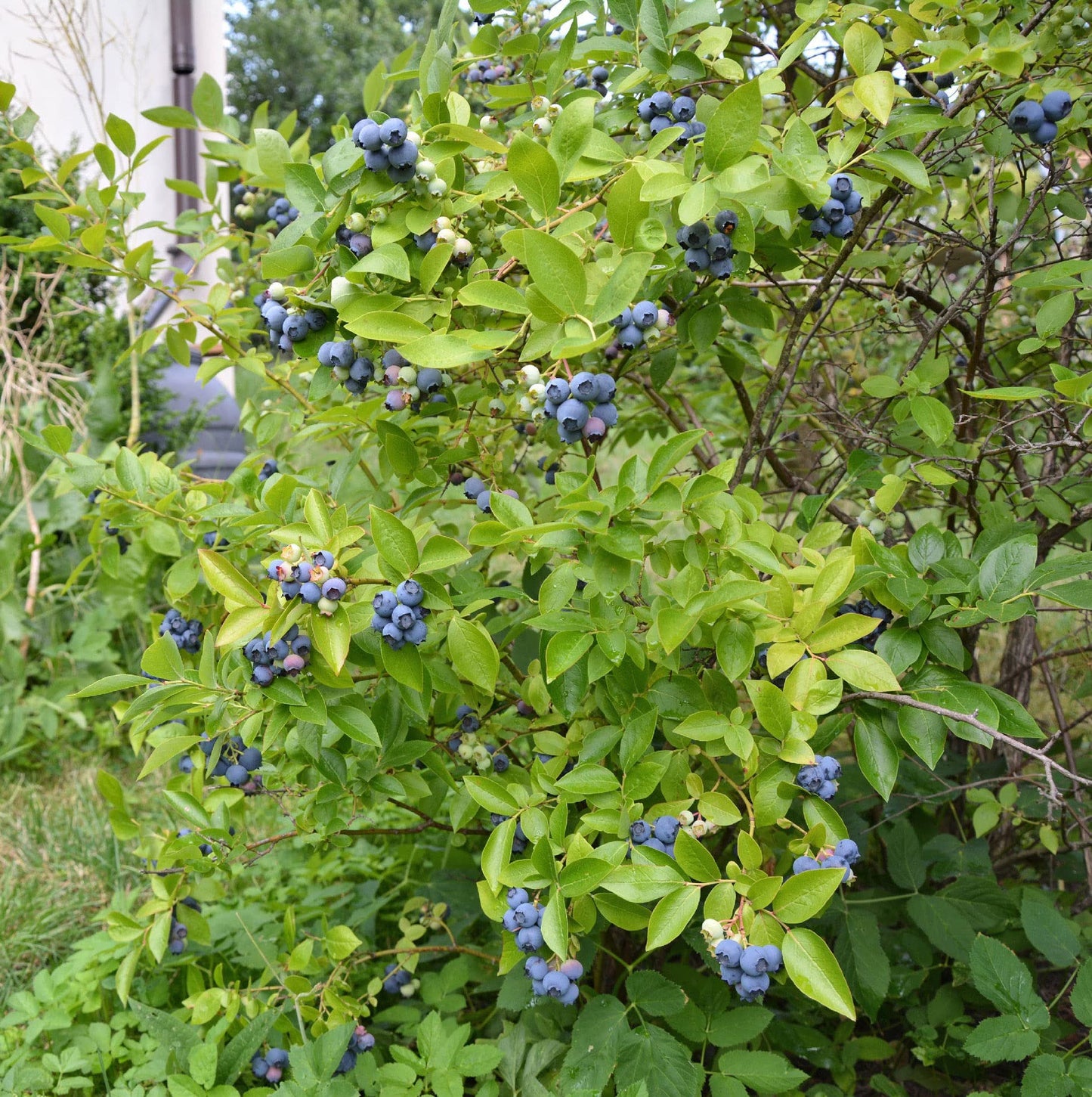 Votaniki Climax Blueberry 1-2 Ft Plant - Perennial Heavy Yielding Vaccinium Ashei Rabbitey Plant - Sweet, Juicy Berries and Easy to Grow (1 Pack)