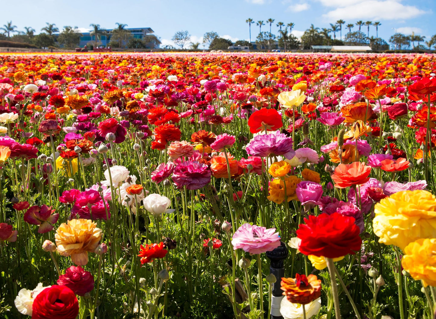 Complete Spring Flower Bulb Garden - 10 Bulbs Ranunculus Bulbs Continuous Blooms (Spring Color from March Through June) - Easy to Grow Fall (Ranunculus Bulbs)