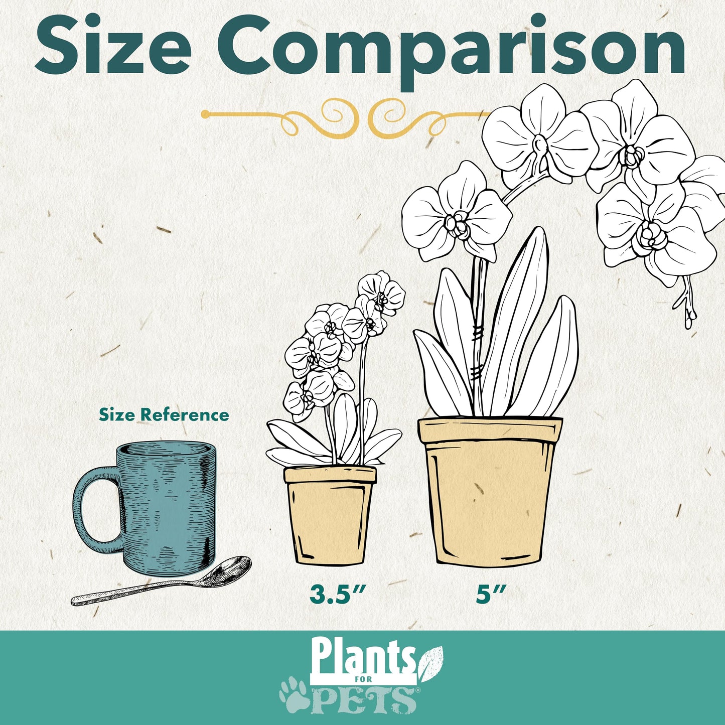 Premium Spotted Live Orchid Plant Blooming in 3.5" Blue & White Orchid Pot, Live Plants, Houseplant Gifts, Approx. 16" Tall, Pet Friendly Houseplants, Phalaenopsis Moth Flower by Plants for Pets