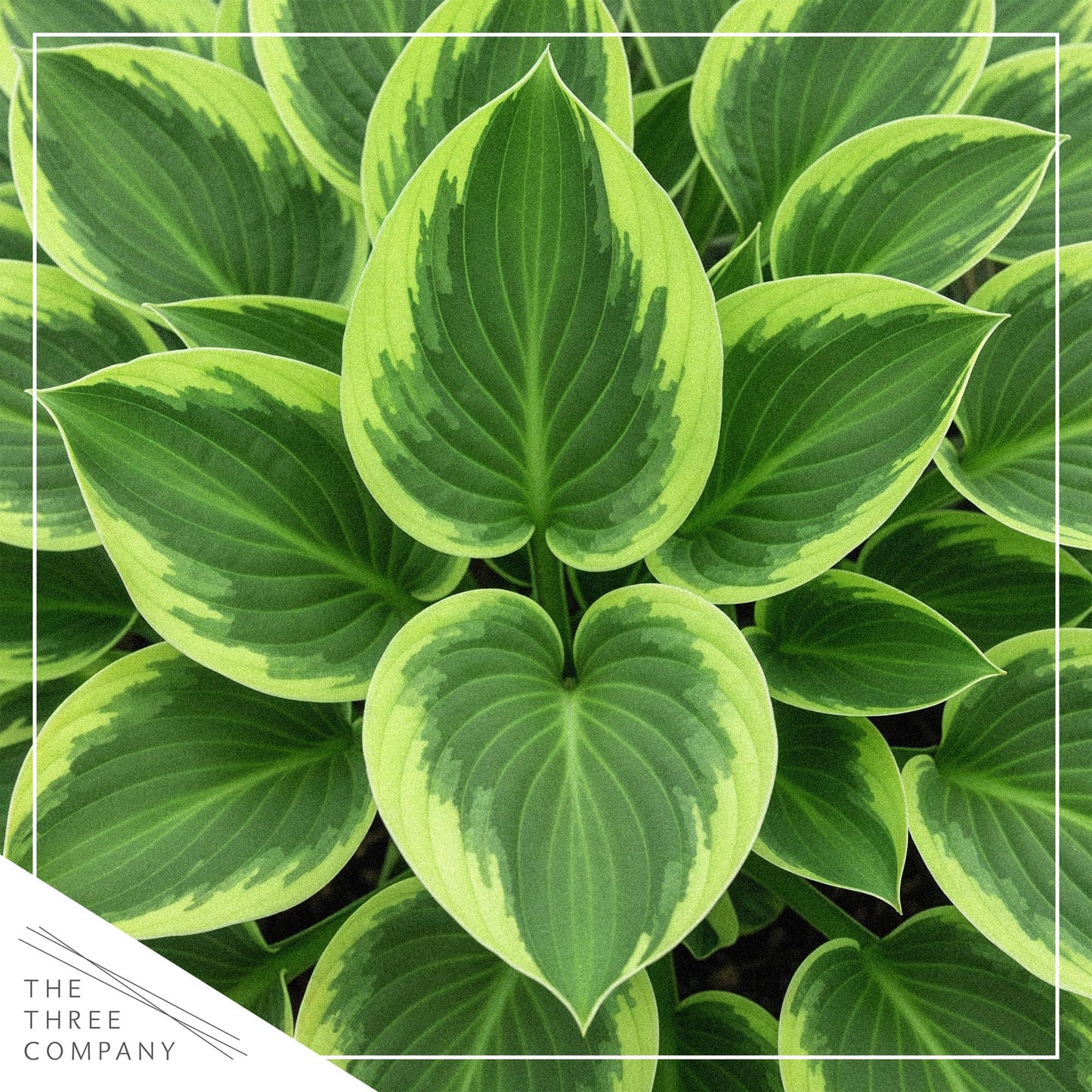 Live Perennial Hosta - Golden Tiara (3 Plants Per Pack) Beautiful Accent Plant, 10" Tall by 4" Wide in 1 Qt Pot