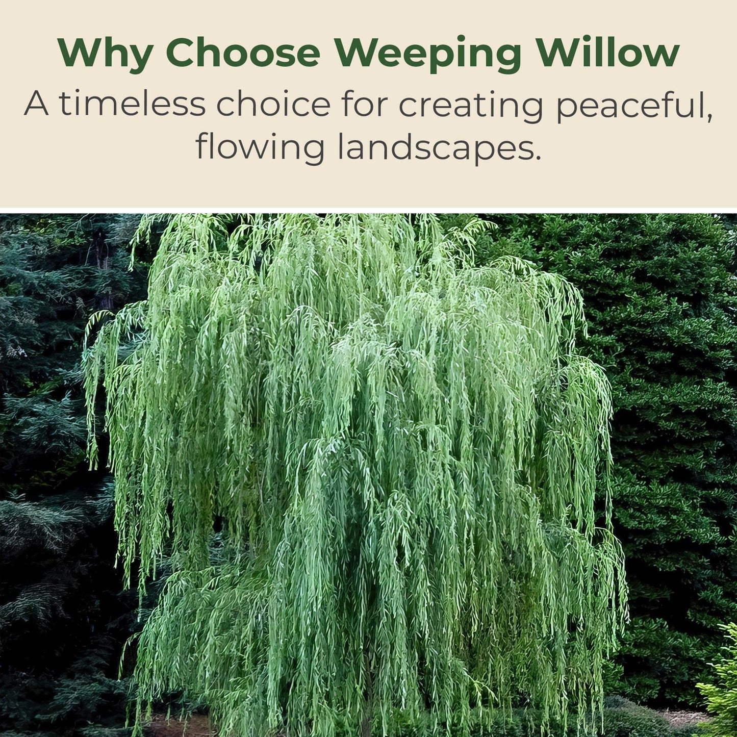 Weeping Willow Live Deciduous Shade Tree w/Graceful Draping Branches Grow Up to 50 ft in 3 Gal Grower Pot – Outdoor Landscape Tree for Yards & Gardens, Full Sun to Part Shade, Zones 6–8, 1-Pack