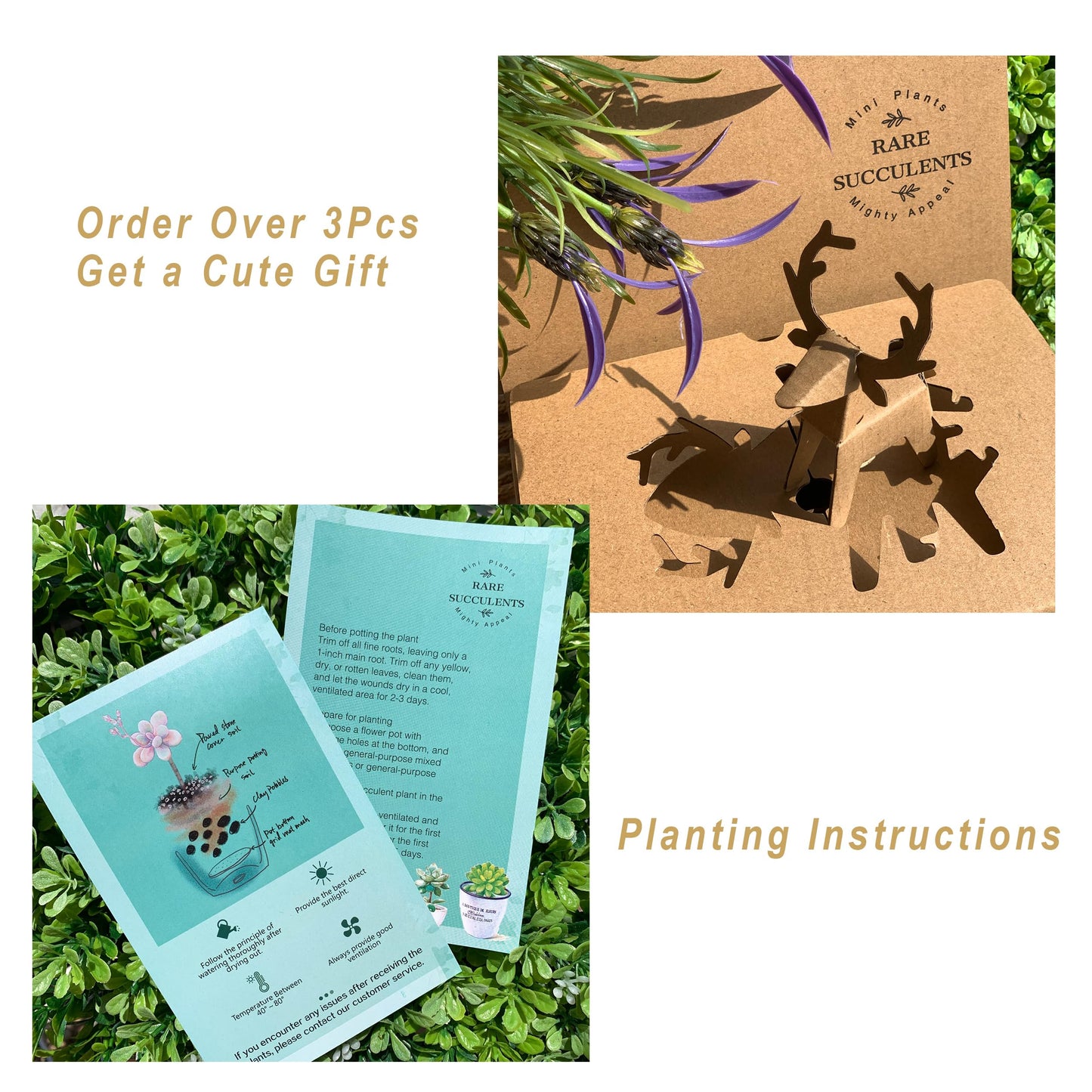 Generic Echeveria Pink Peony Rare Live Succulent Plants, 1 Head 3"" Red, Bare Root Without Pot & Soil, 1/3/7 Pcs, Garden Indoor Office Desk Baby Shower Decoration, Friend Plant Lovers Gifts