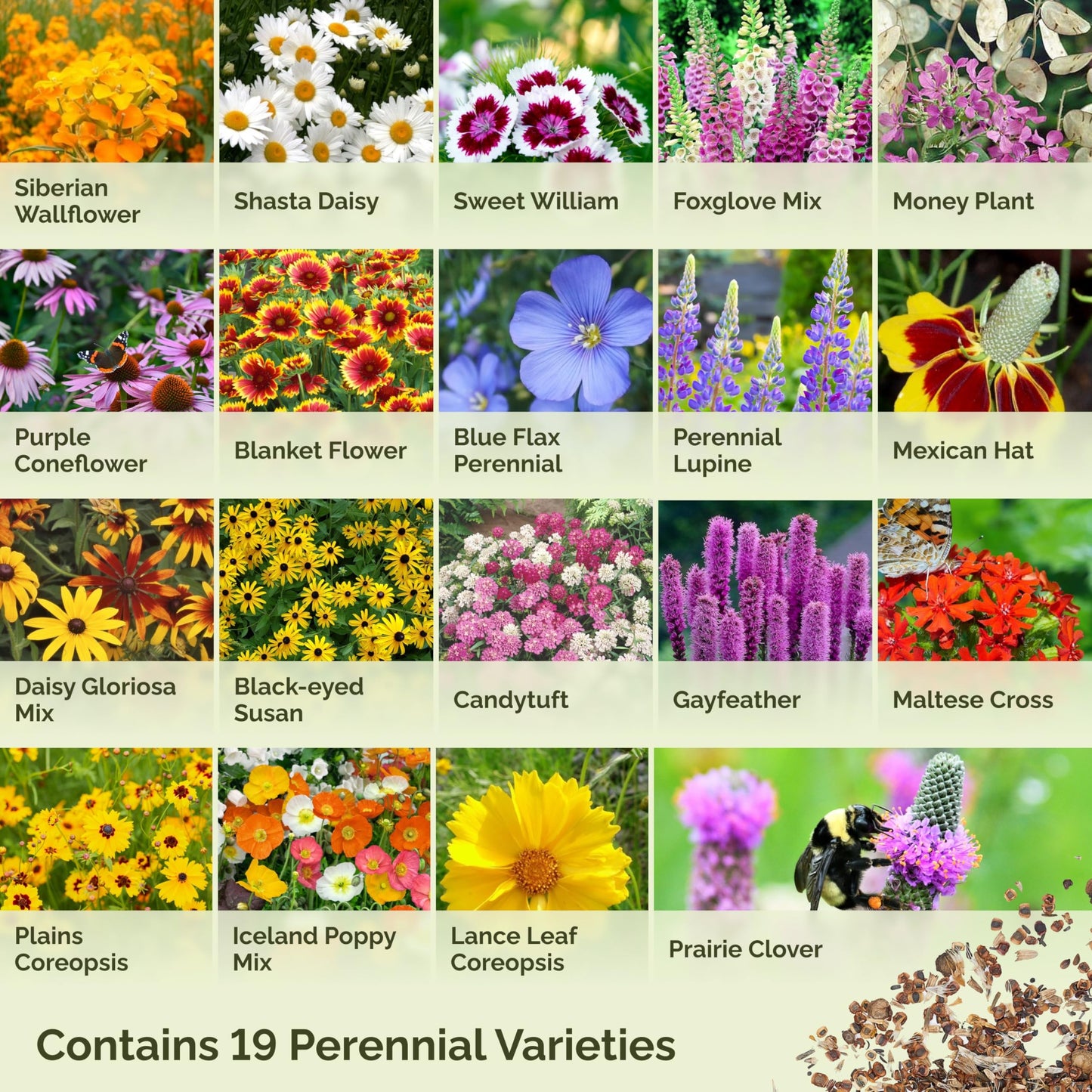 Eden Brothers All Perennial Wildflower Mixed Seeds for Planting, 1 lb, 480,000+ Seeds with Lupine, Shasta Daisy | Attracts Pollinators, Plant in Spring or Fall, Zones 3, 4, 5, 6, 7, 8, 9, 10