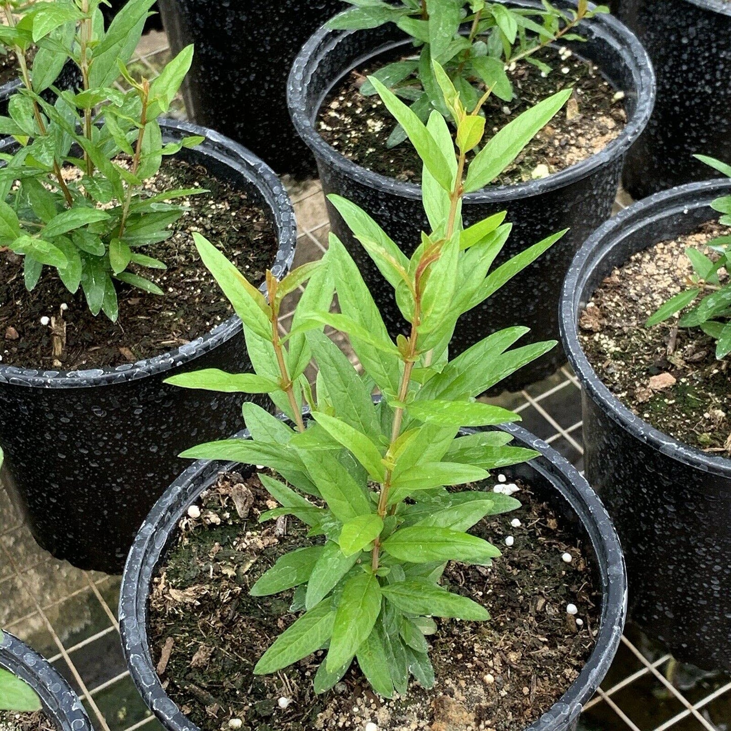 Black Inside Pomegranate Tropical Fruit Tree 10”-24”