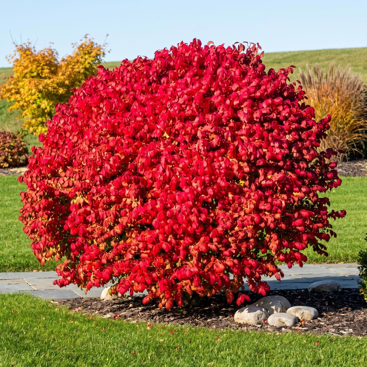 Dwarf Burning Bush Plant in 4" Pot, Hardy Shrub Euonymus Alatus, Well Rooted, Easy Care Deciduous Hedge, Ideal for Outdoor Garden, Borders & Pathways