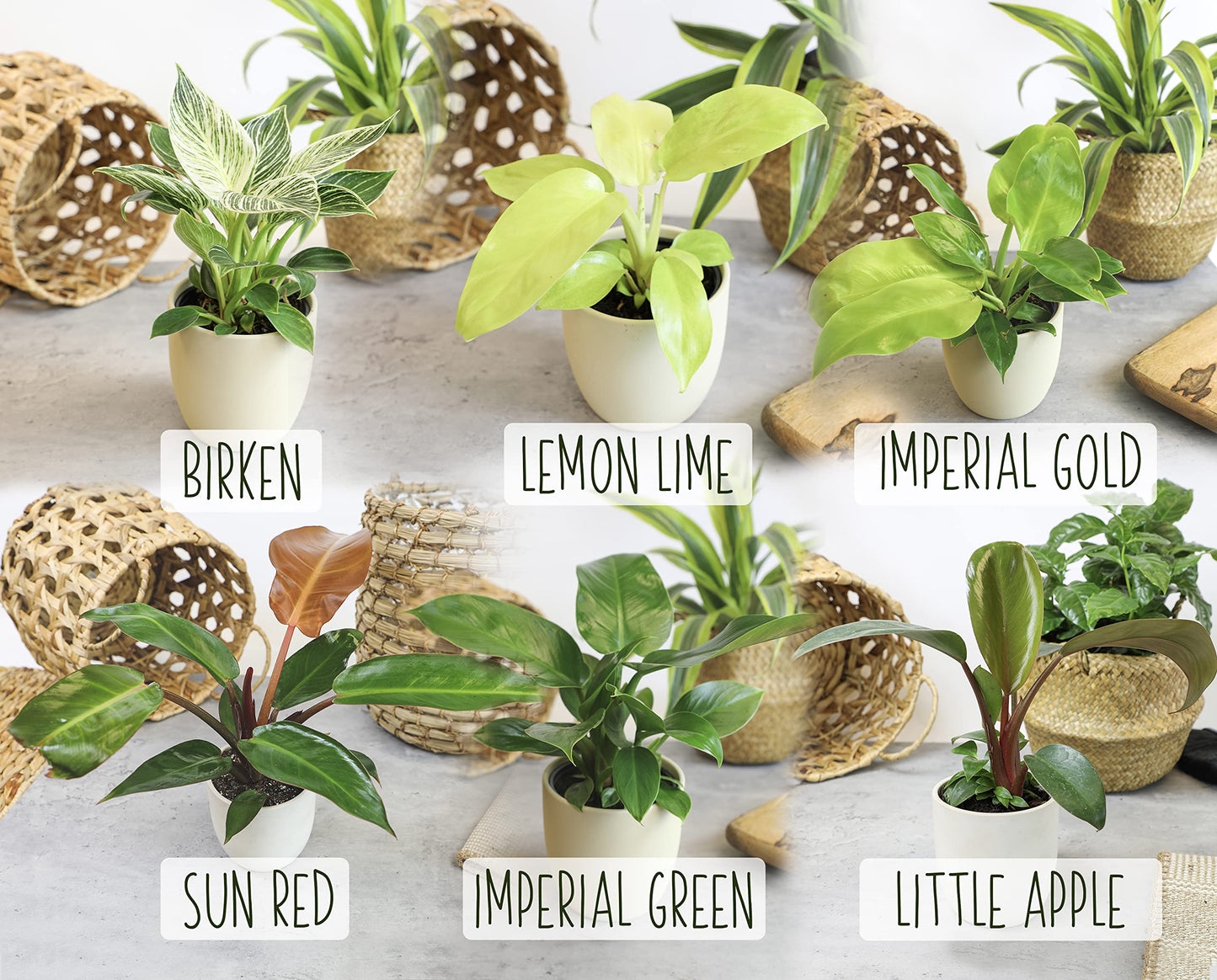 Real Philodendron Plant Variety Pack (Includes 4 Live Plants) in 4.25" Grower Pots, Easy to Grow Air Purifying Philodendrons, Seasonal Surprise Box, Easy & Popular Houseplants by Plants for Pets