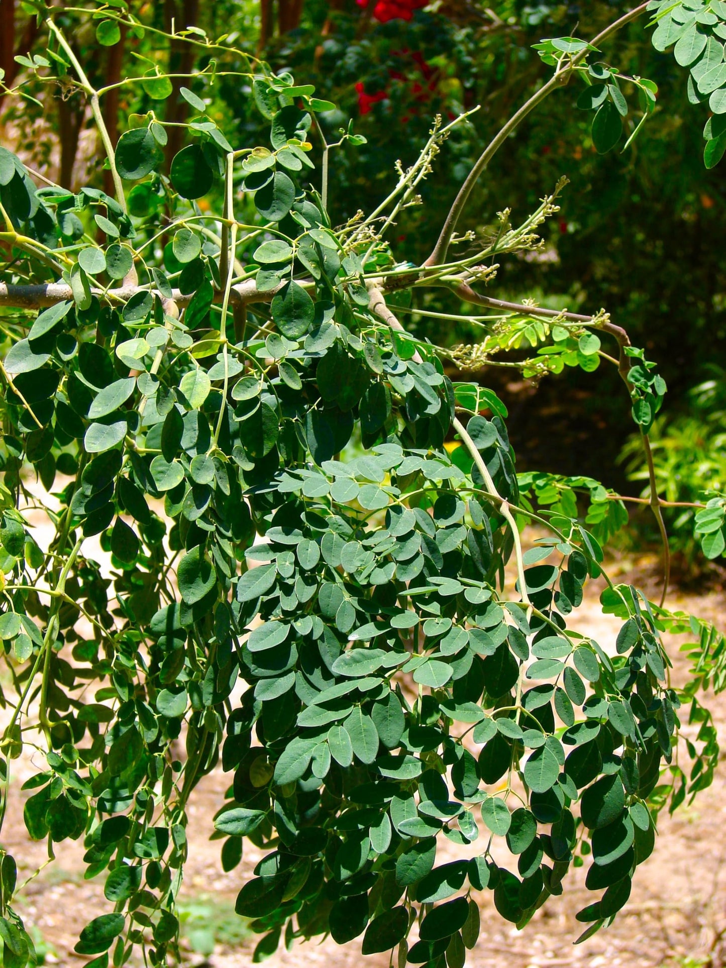 TomorrowSeeds - Moringa (Drumstrick Tree) Seeds - 30+ Count - For 2026 Planting Moringa Oleifera Drumstick Horseradish Edible Pods Flowers Malunggay Indian Perennial Tree Grow Your Own Home Farm Patio