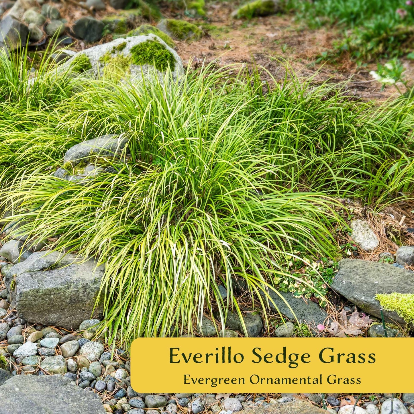 4 Everillo Sedge Grass – Evergreen Clumping Ornamental Grass with Arching Golden Foliage for Shade, Borders & Containers (Carex oshimensis ‘Everillo’) in 3.5″ Cubes, Live Plants