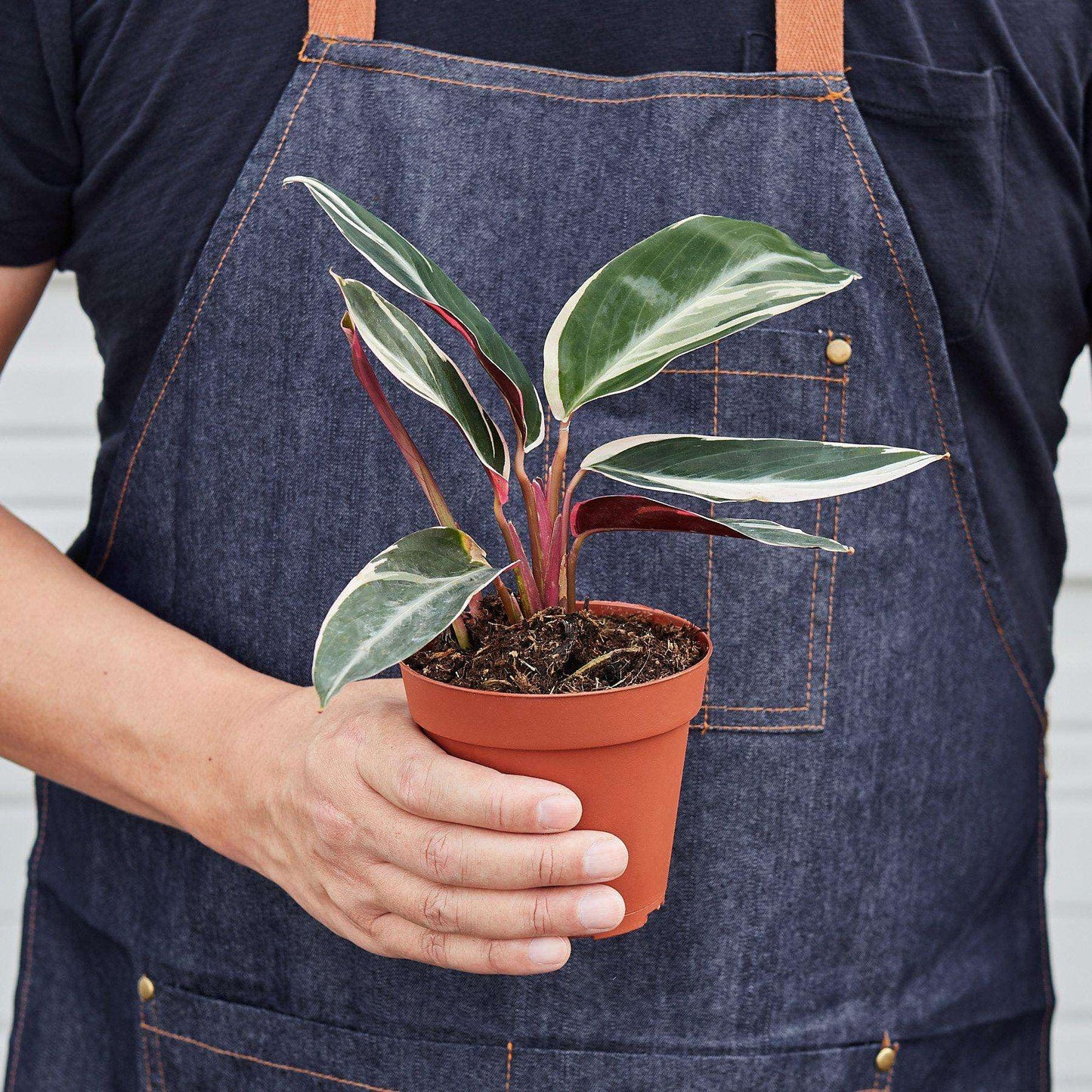 Stromanthe 'Triostar' Live Plant for Indoor | Different Houseplants in 4'' & 6'' Pot | Real House Plant for Living Room, Office, Desk & Bathroom | Triostar | Magenta Triostar