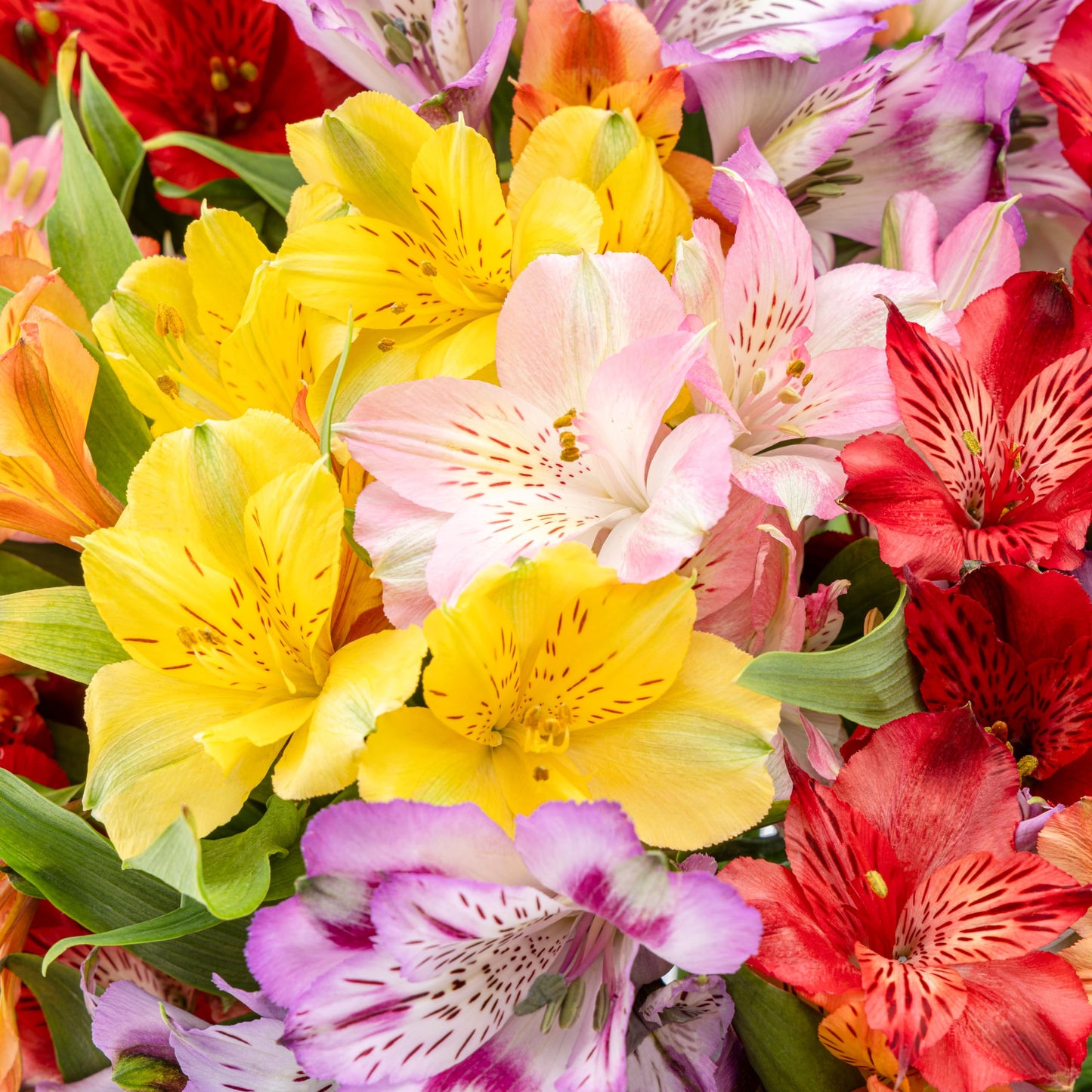 Benchmark Bouquets - Alstroemeria Fresh Flower Bouquet - Mothers Day Flowers for Delivery - Assorted Peruvian Lilies in a Vase - Birthday Flowers for Women - Glass Vase Included (20 Stems)