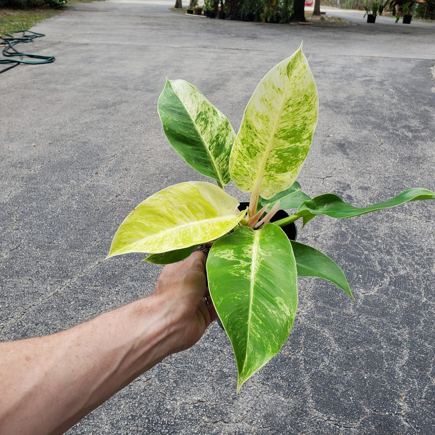 Philodendron Moonlight - 5 Live Plants in 4 Inch Growers Pots - Philodendron 'Moonlight' - Extremely Rare Indoor Air Purifying Houseplant