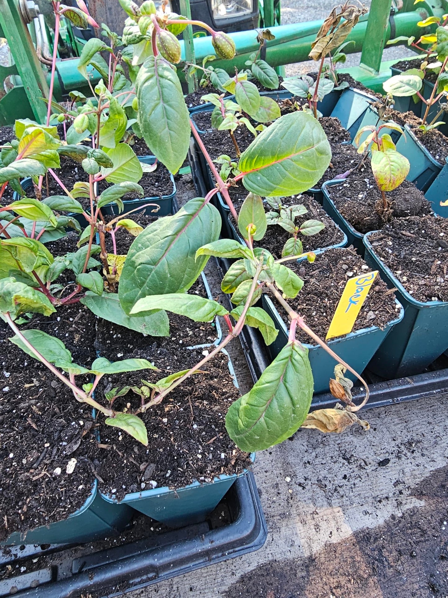 one Large 1 Foot (10-14" Tall) Live Southgate Fuchsia Fuschia Plant (White/Pink) Bush Shrub Butterfly Hummingbird Attraction pollinator in a 5" Pot, Well Rooted Flowers semi-Shade