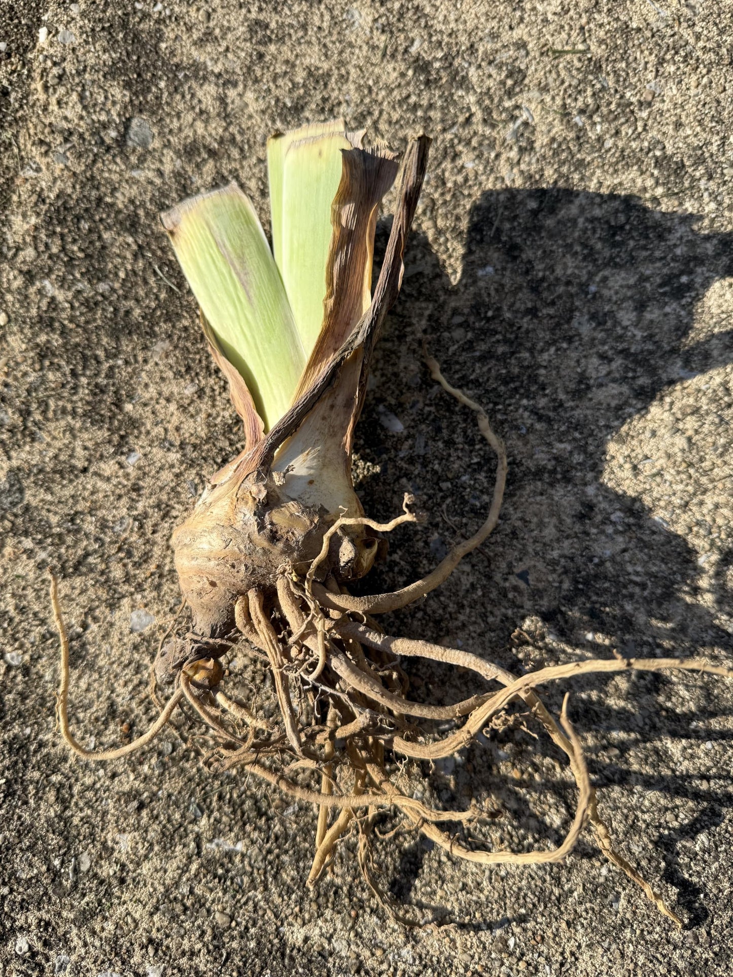 Premium Bearded Iris ‘Clarence’ Rhizome/Root/Bulbs (1 ea) - Amazon 30-Day Returnable Guarantee