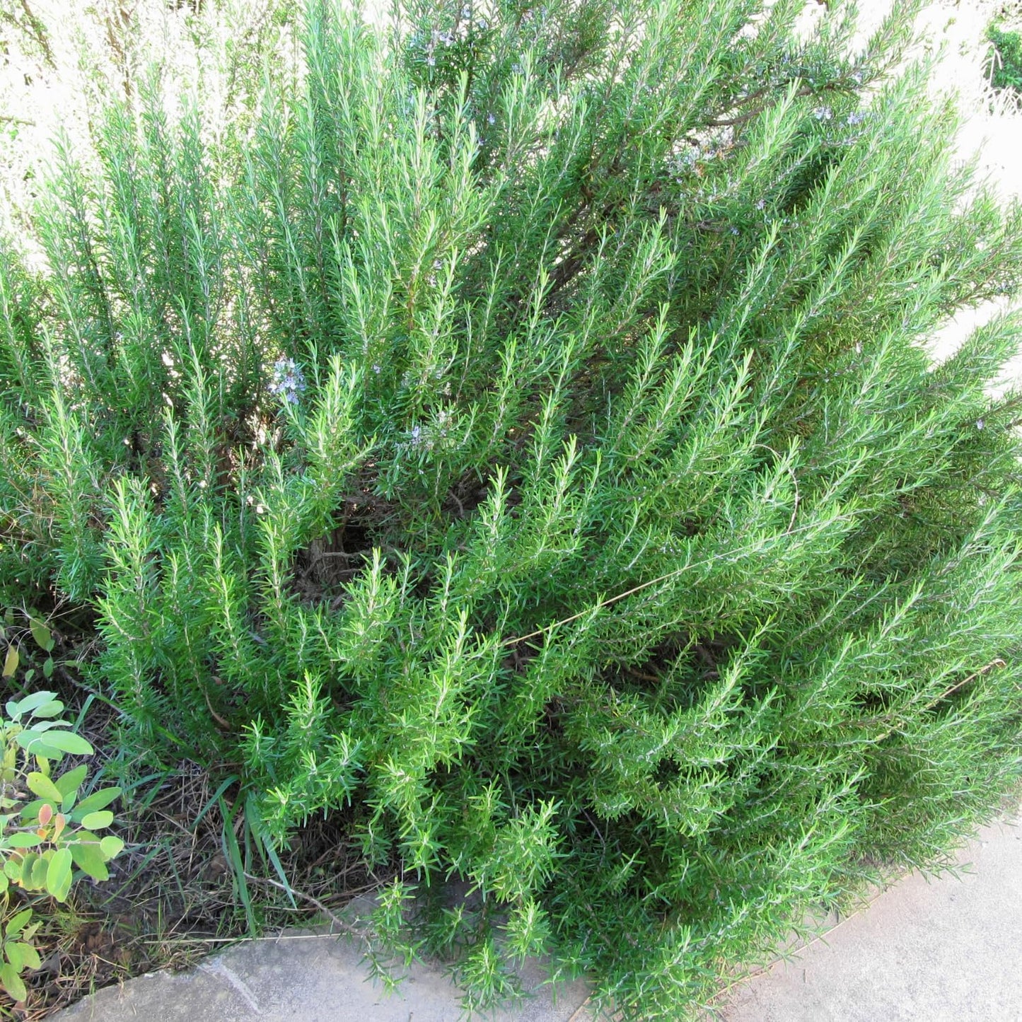 Live Rosemary Plants in 4'' Pot, Fragrant Upright Rosemary Starter 4-8 Inches, Hardy Outdoor Plant for Garden, Patio and Containers