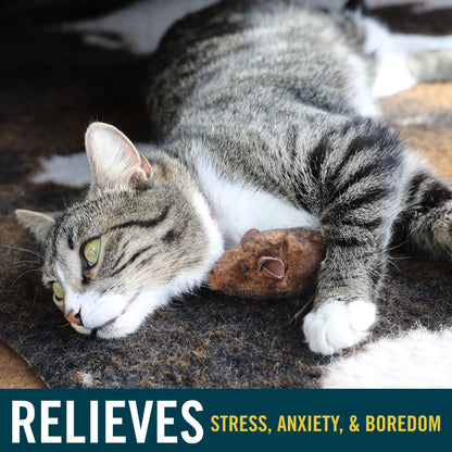 OurPets Play-N-Squeak Mouse Hunter Cat Toys (Interactive Cat Toy & Catnip Toy with Real Mouse Electronic Sound) Perfect Toys for Indoor Cats with Catnip