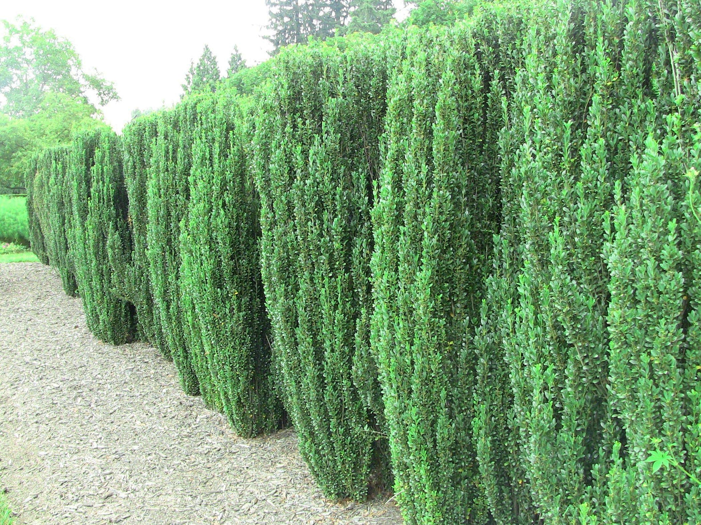 Sky Pencil Japanese Holly - 10 Live Plants - Ilex Crenata - Formal Low Maintenance Evergreen