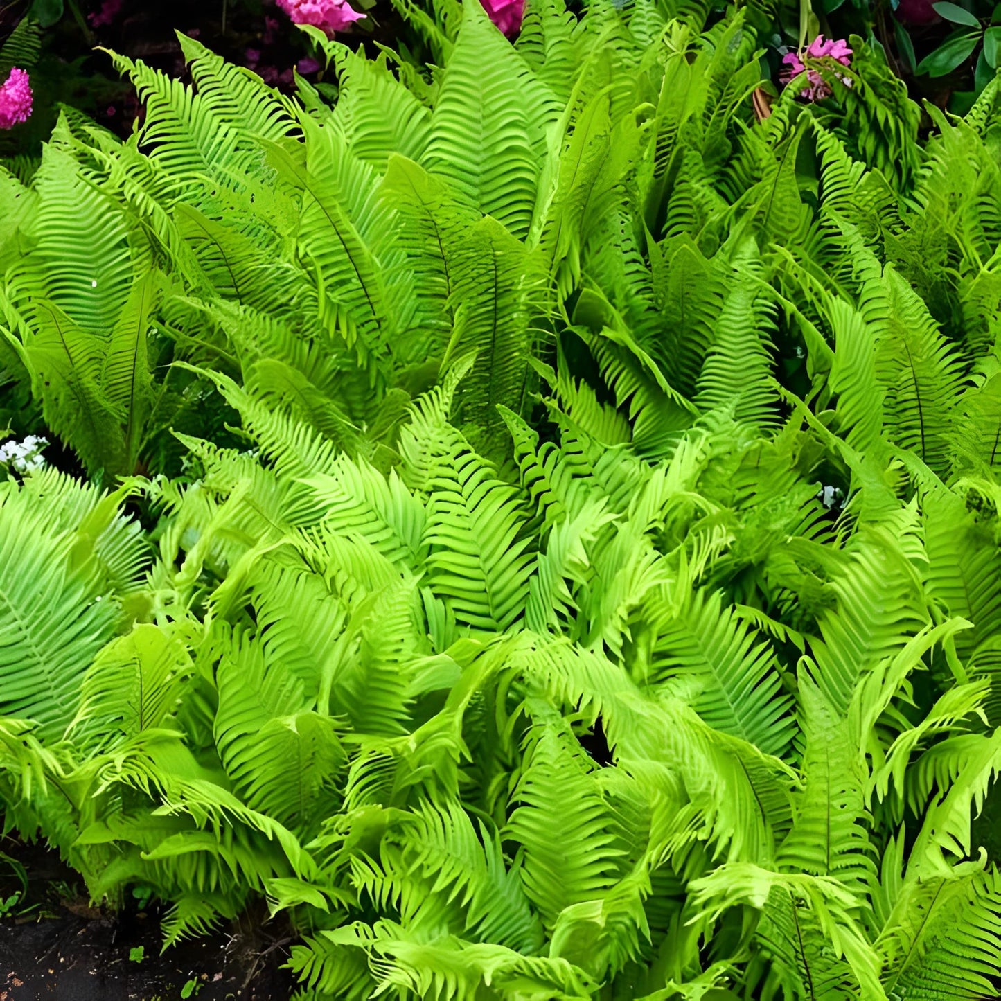 Votaniki Tennessee Ostrich Fern Roots - Perennial Fern Root for Planting | Perfect for Shaded Areas - Low Maintenance and Hardy (1 Pack)
