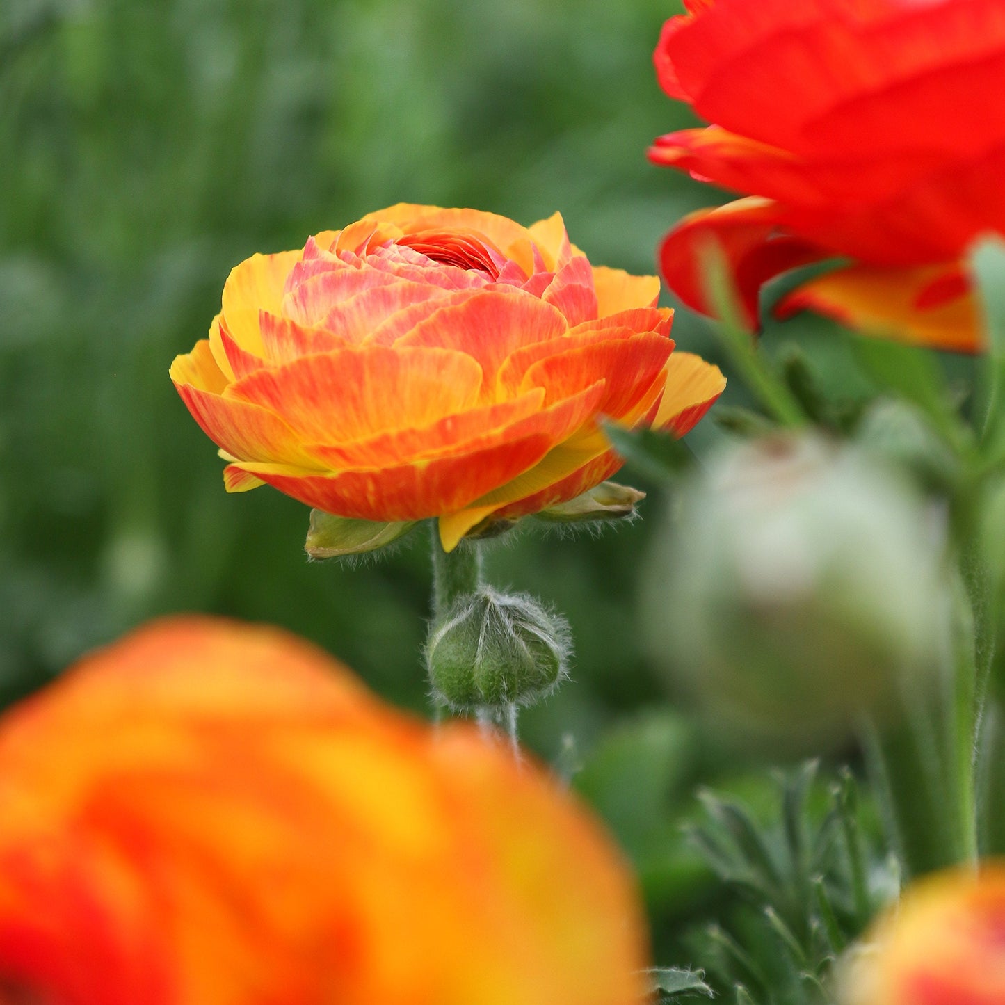 Easy to Grow Ranunculus Tecolote Flamenco 10 Flower Bulbs - Spring Red Orange & Yellow Blooms in Sun, Carlsbad Flower Fields, Great for Cutting