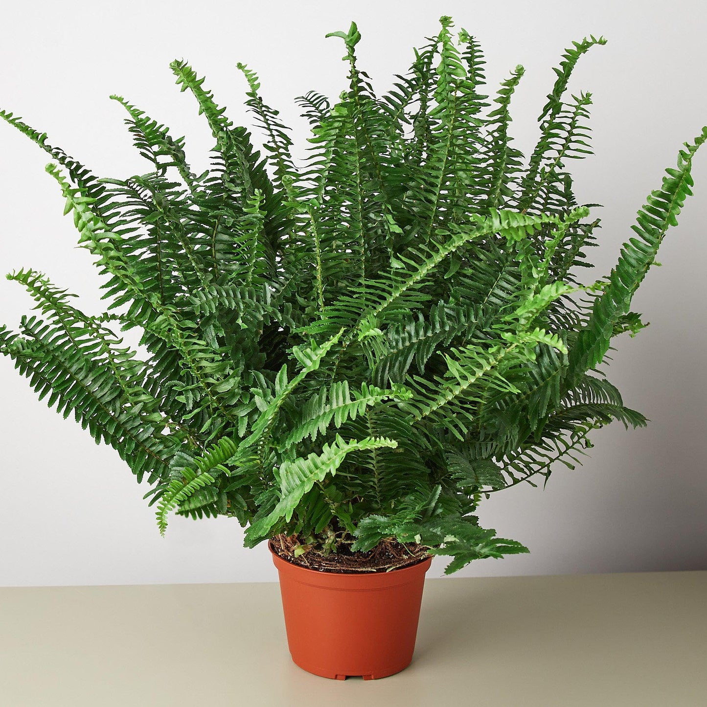 Jester's Crown Fern | Live Plant for Indoor & Outdoor | for Living Room, Office, Bathroom | (6" Pot)