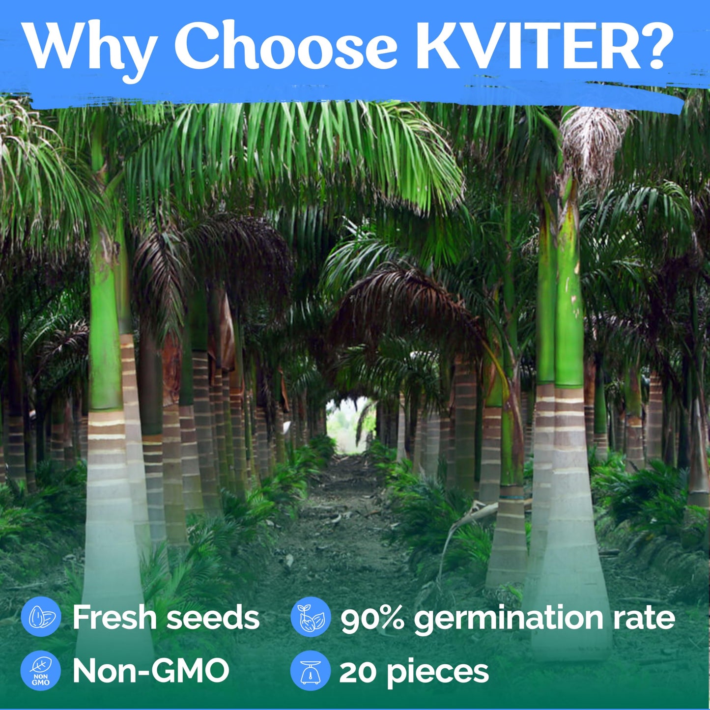 KVITER 20 Cuban Royal Palm Tree Seeds for Planting (Roystonea Regia), Palma Real Cubana – Rare Exotic, Fast-Growing, Majestic Palm Seeds – Perfect for Backyards, Tropical & Subtropical Gardens