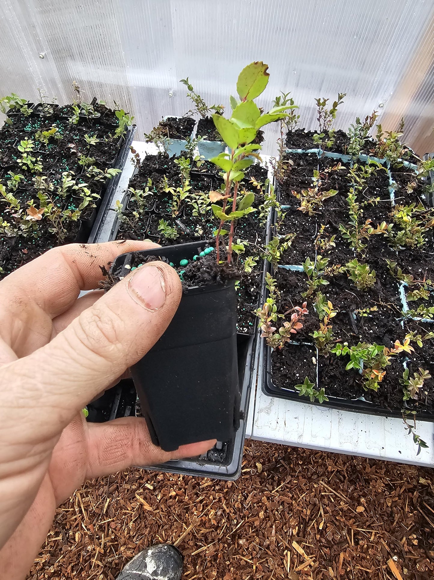 2pack Tiny Live Wild Huckleberry Plants, 1.5" pots