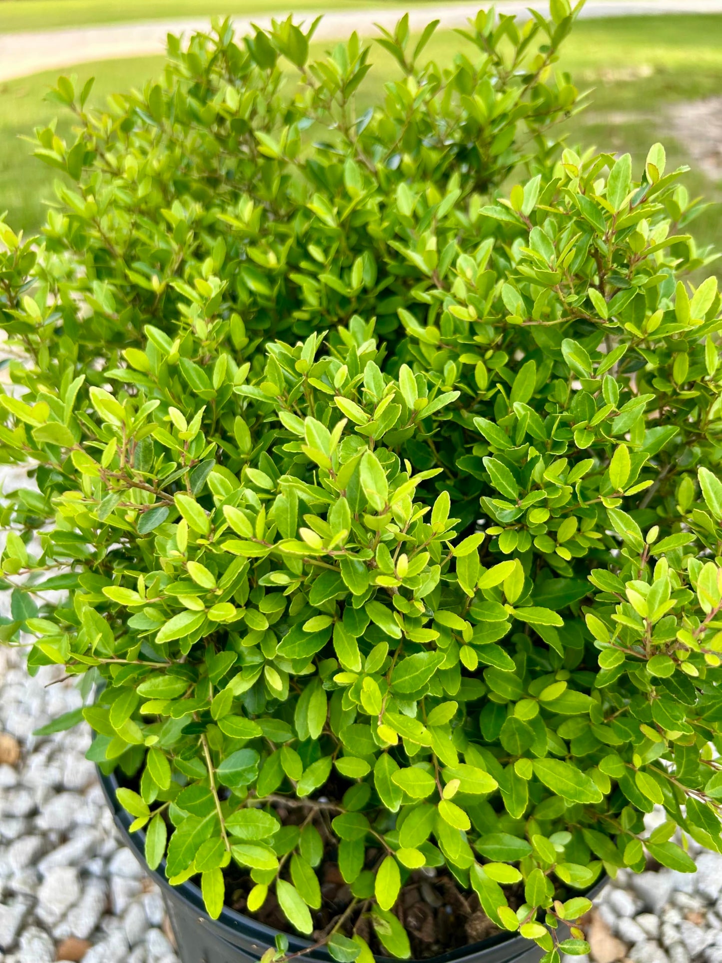 Dwarf Yaupon Holly Shrub, Live Plant, 1 Gallon Container Size, Evergreen Ornamental Bush