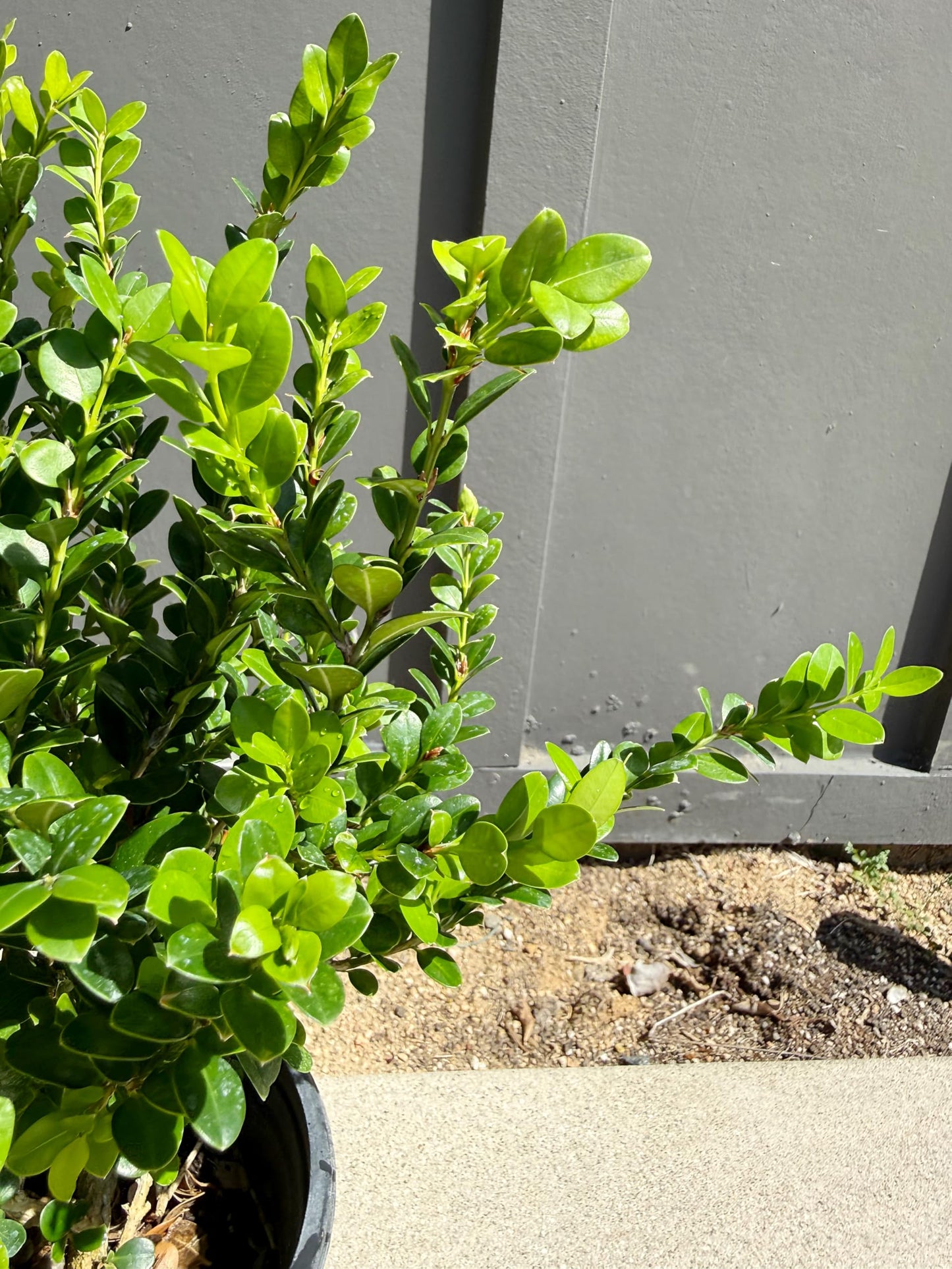 My Shelfie – Green Beauty Boxwood (Buxus microphylla ‘Green Beauty’), 1-Gallon Live Evergreen Shrub for Hedges, Borders, Topiary, and Outdoor Landscape Décor (1)