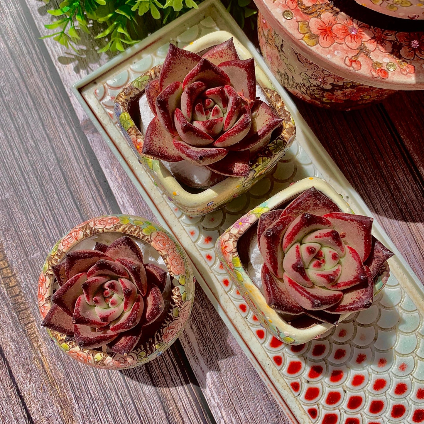 Echeveria agavoides Romeo Succulent Kit - with Plastic Pot, 1 Head 2" Live Plant, Compressed Soil & Guide, for Garden Indoor Office Desk (1, Echeveria agavoides Romeo)
