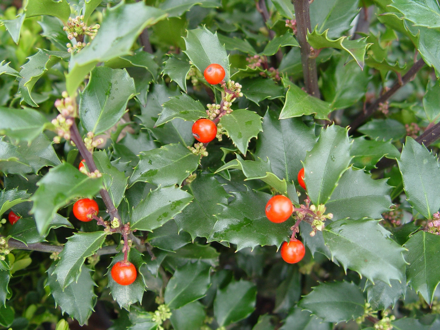 Ilex X meserveae 'Berryific' (Holly) Evergreen, Male & female in same pot, #3 - Size Container
