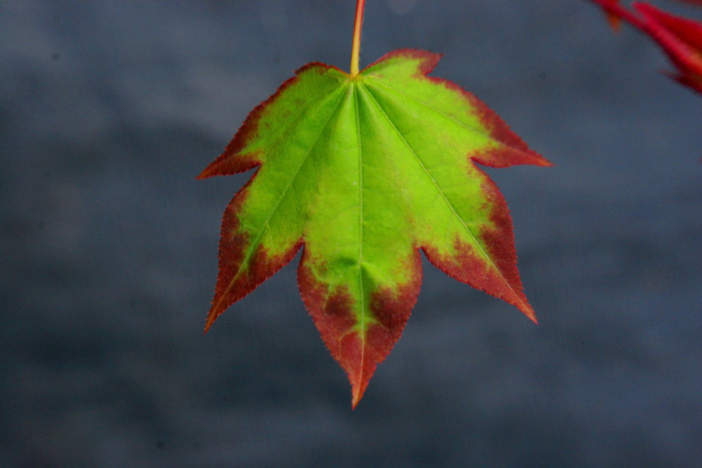 Shigarami Japanese Maple 2 - Year Graft