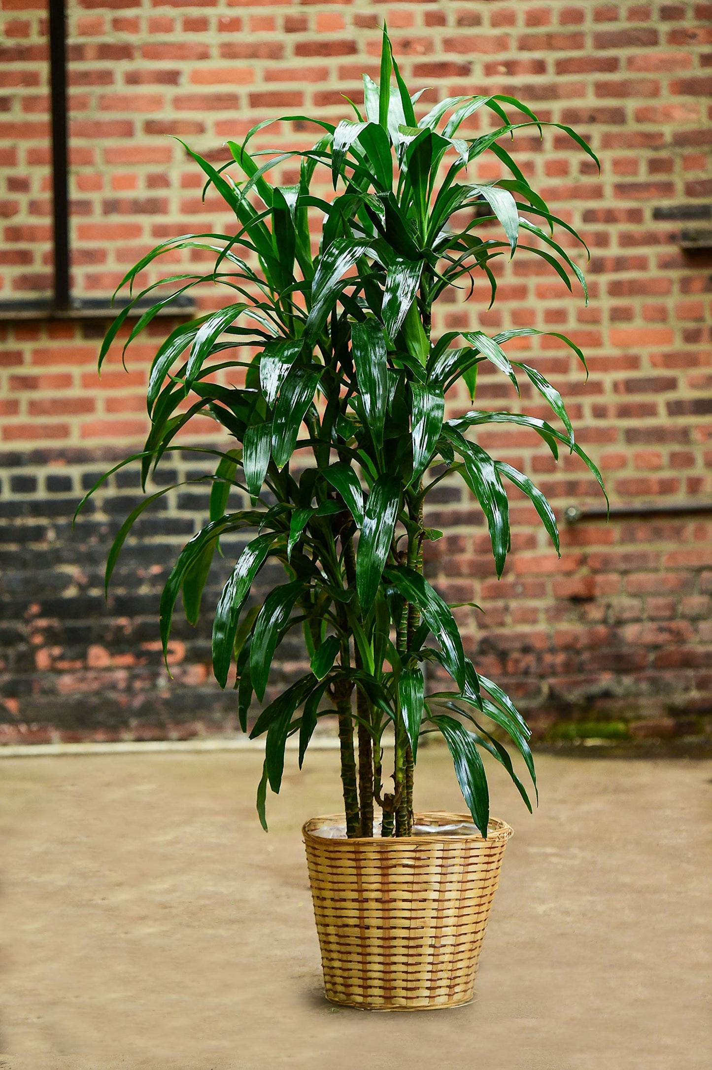 Dracaena Lisa Elegance Cane - Live Plant in a 10 Inch Pot - Dracaena Deremensis - Beautiful Easy Care Air Purifying Indoor Houseplant