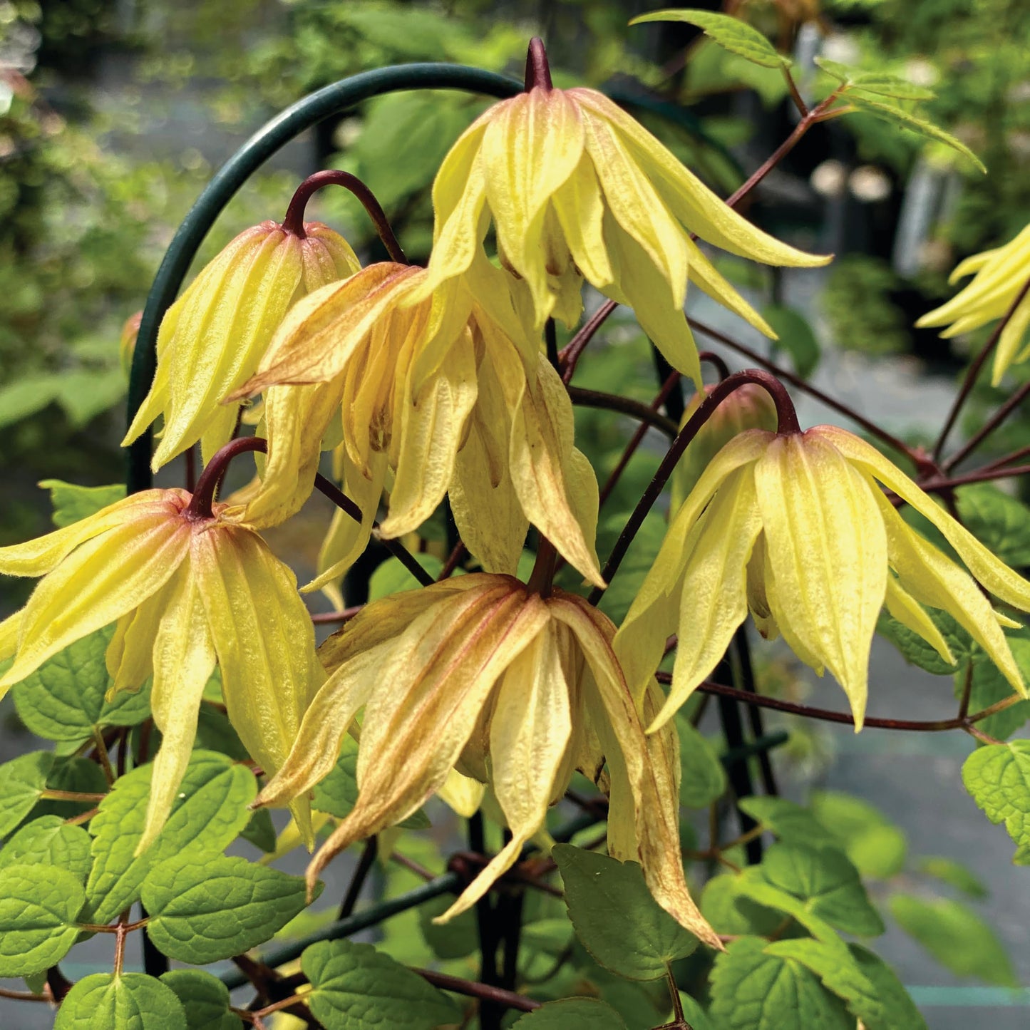 Proven Winners Funyella Clematis (Clematis) Live Plant, 4.5" Qt, 4 Pack