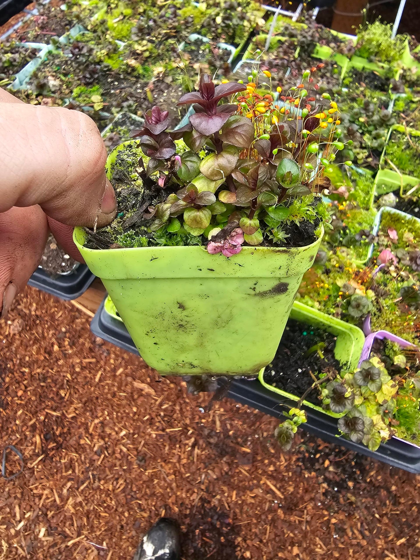 3 Pack Live Mint Plants Chocolate Orange Pineapple