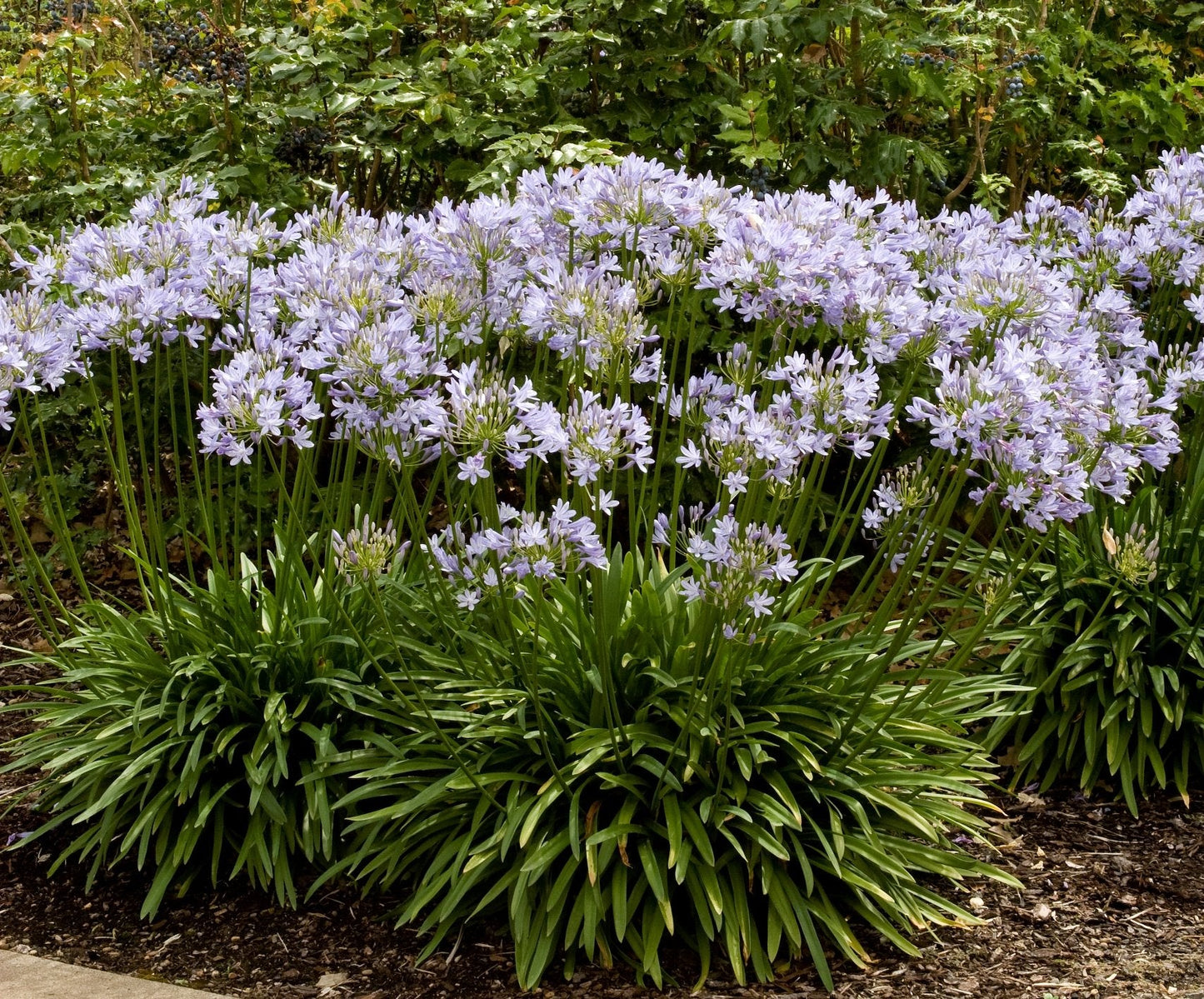 Agapanthus Africanus 'Lily of The Nile' - 3 Live Plants - 2" Pot Size - Blooming Groundcover