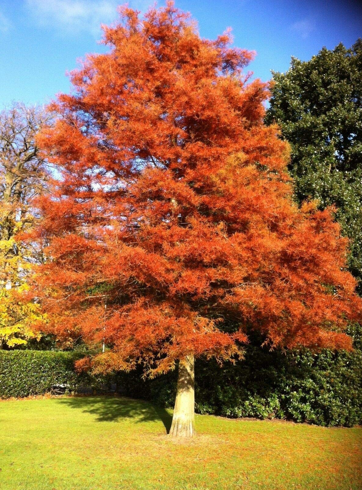 2 Dawn Redwood Trees - 8-12" Tall Live Plants - Quart Pots - Metasequoia glyptostroboides