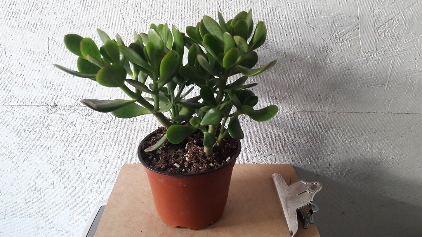 Jade Plant - Crassula ovuta - Easy to Grow - 6" Pot from jmbamboo