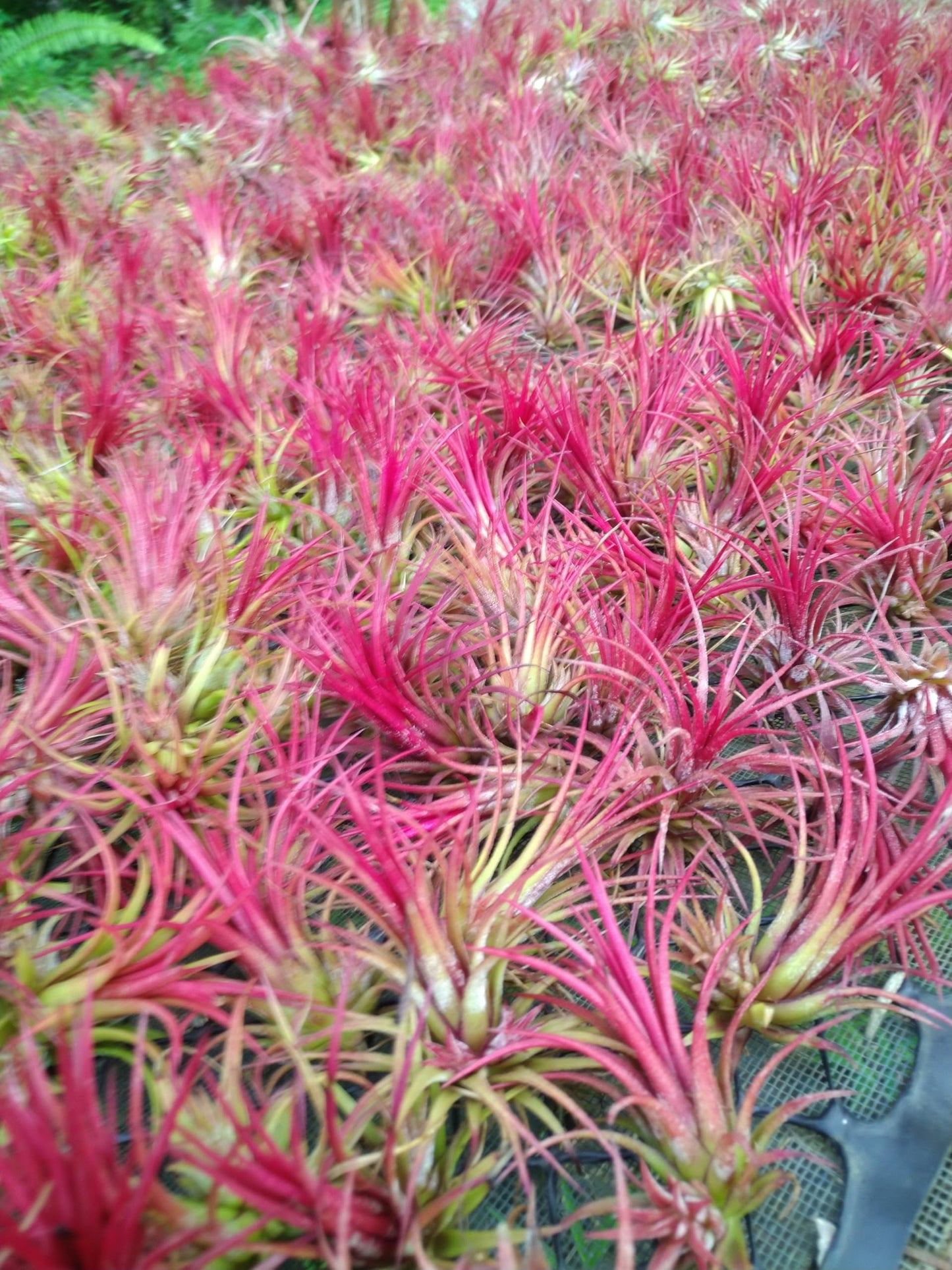 It Blooms Rainforest Grown 6 Pack Assorted Hardy Air Plants - Succulents - Bromeliads - Live Tillandsia - Easy Care House Plants - 30 Day Guarantee