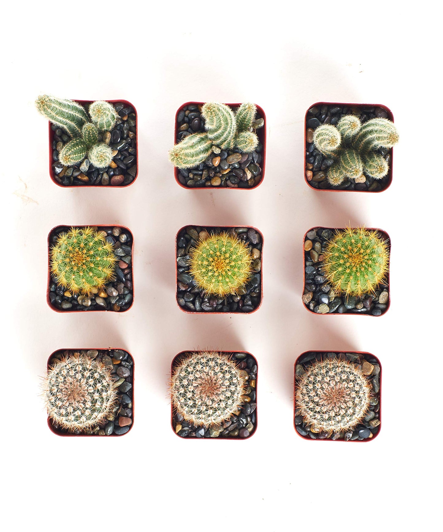 Shop Succulents | Cool Cactus Collection of Live Succulent Plants, Hand Selected Variety Pack of Cacti | Collection of 9 in 2" pots