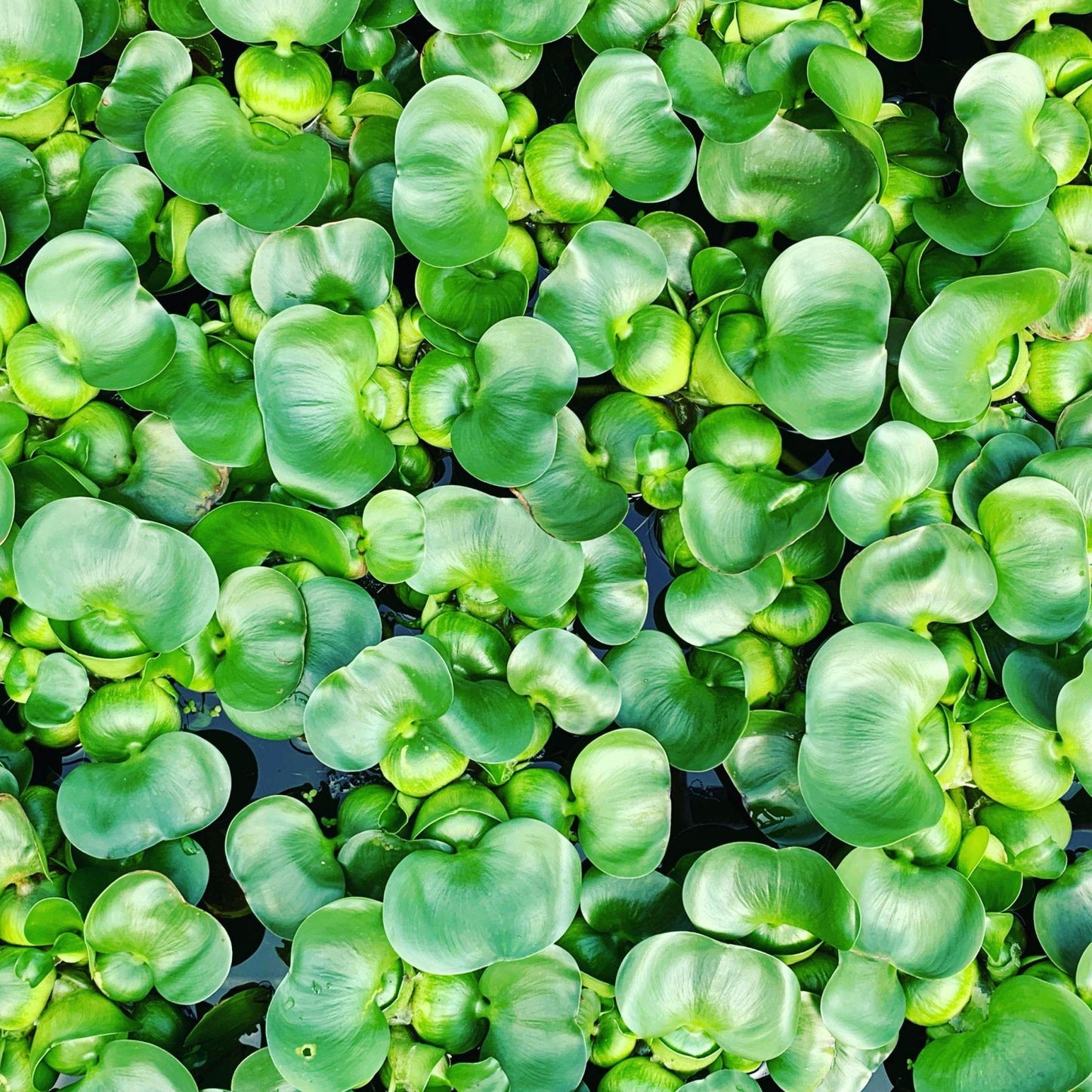 Chalily Water Hyacinth Floating Pond Plants Live Aquatic Plant Great for Koi Ponds Flowering and Fast Growing Hyacinths Cannot Ship to Some States (3)