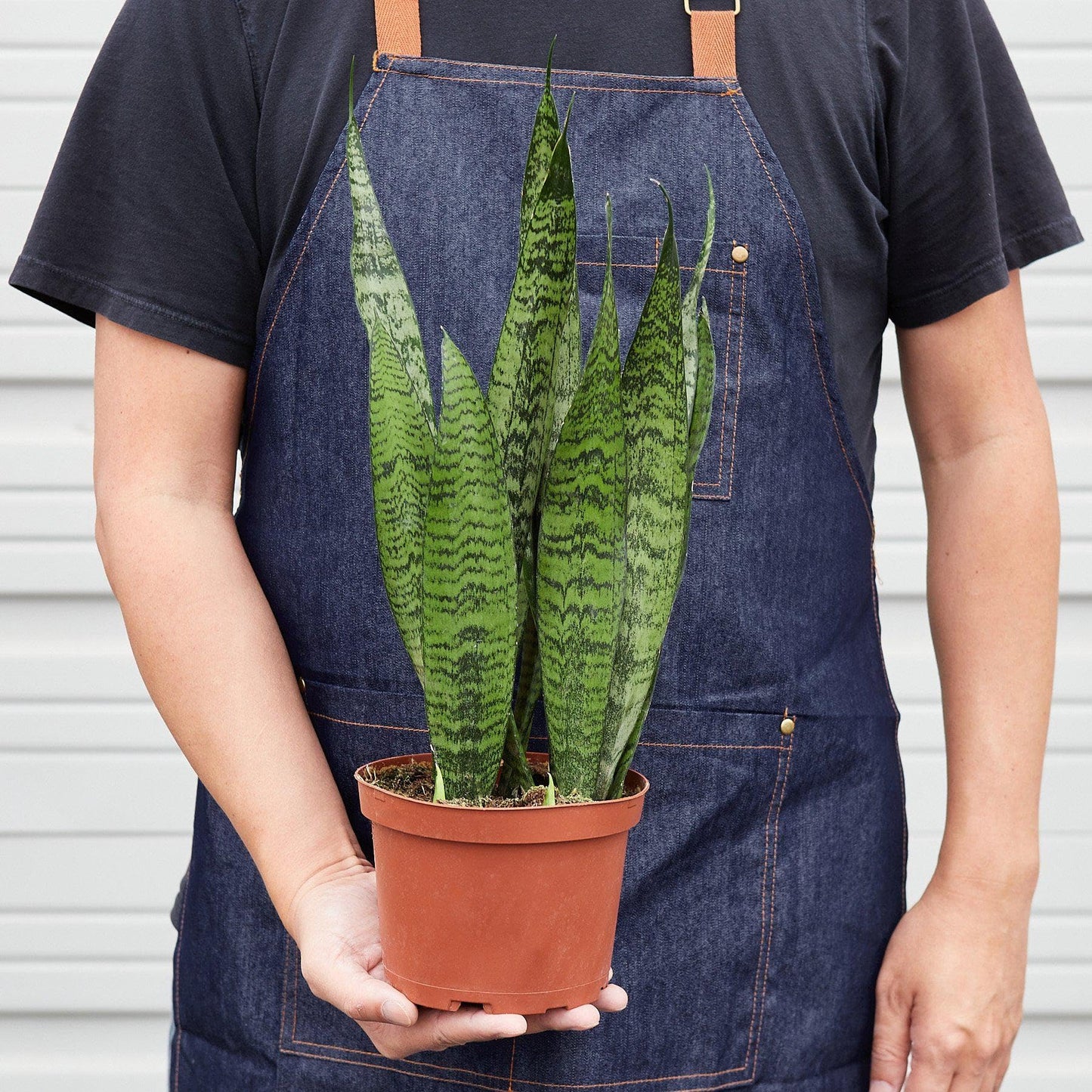 Snake Plant 'Zeylanica' | Live Plant for Indoor & Outdoor | for Living Room, Office, Bathroom | (6" Pot)