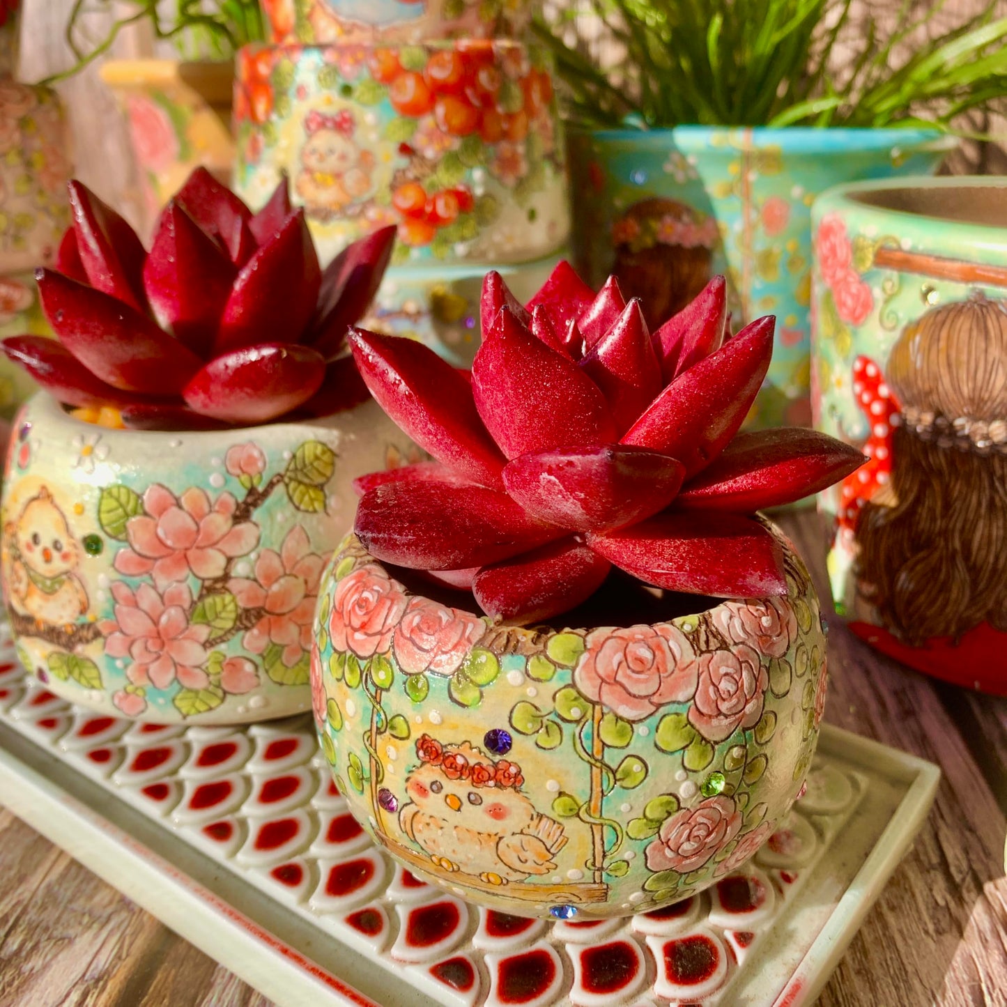 Echeveria Agavoides v Romeo Rubin Succulent Kit - with Plastic Pot, 1 Head 2.5" Live Plant, Compressed Soil & Guide, for Garden Indoor Office Desk (1, Echeveria Agavoides v Romeo Rubin)