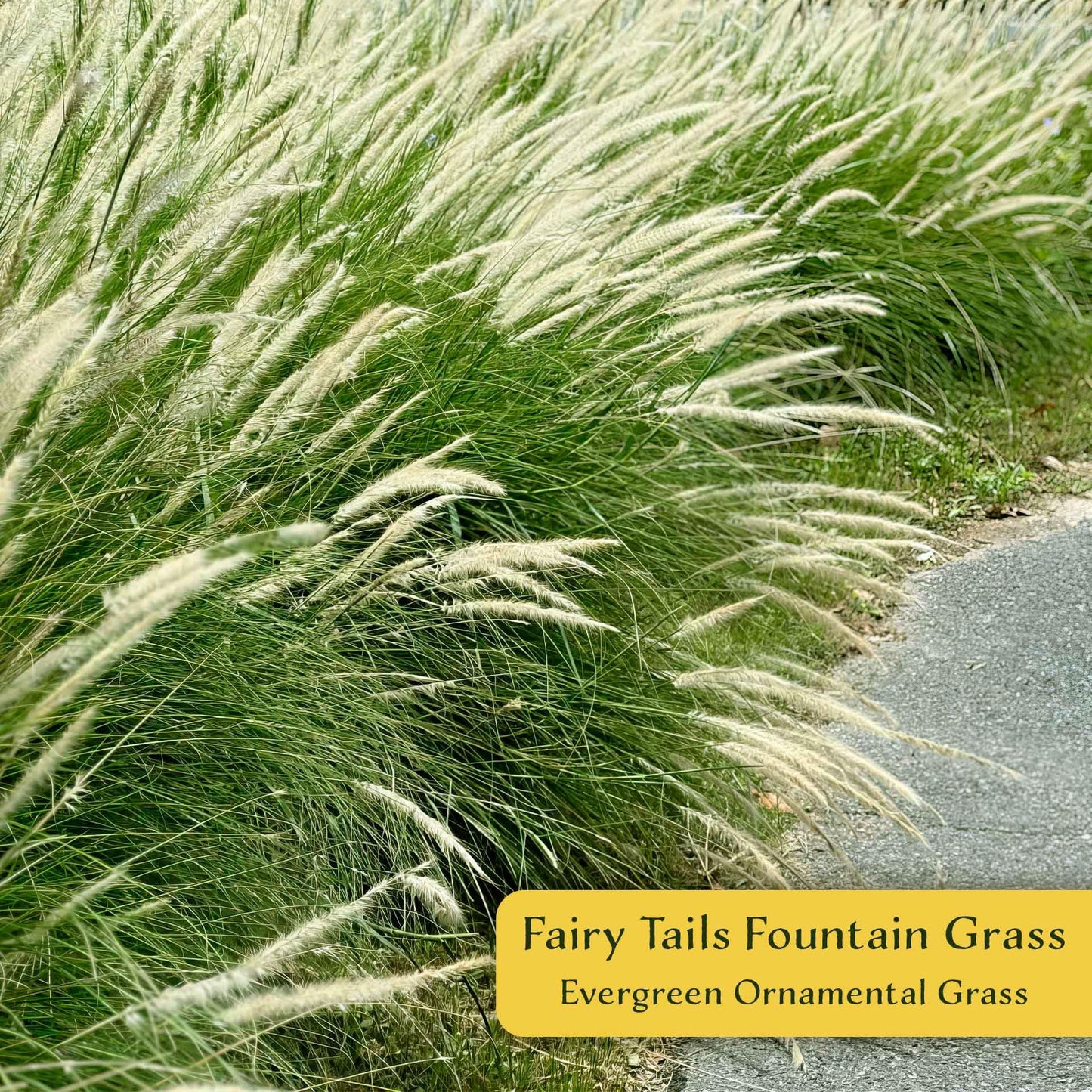 6 Fairy Tails Fountain Grass – Evergreen Ornamental Grass with Pink-White Plumes for Borders & Pots (Pennisetum ‘Fairy Tails’) in 2.5” Cubes, Live Plants