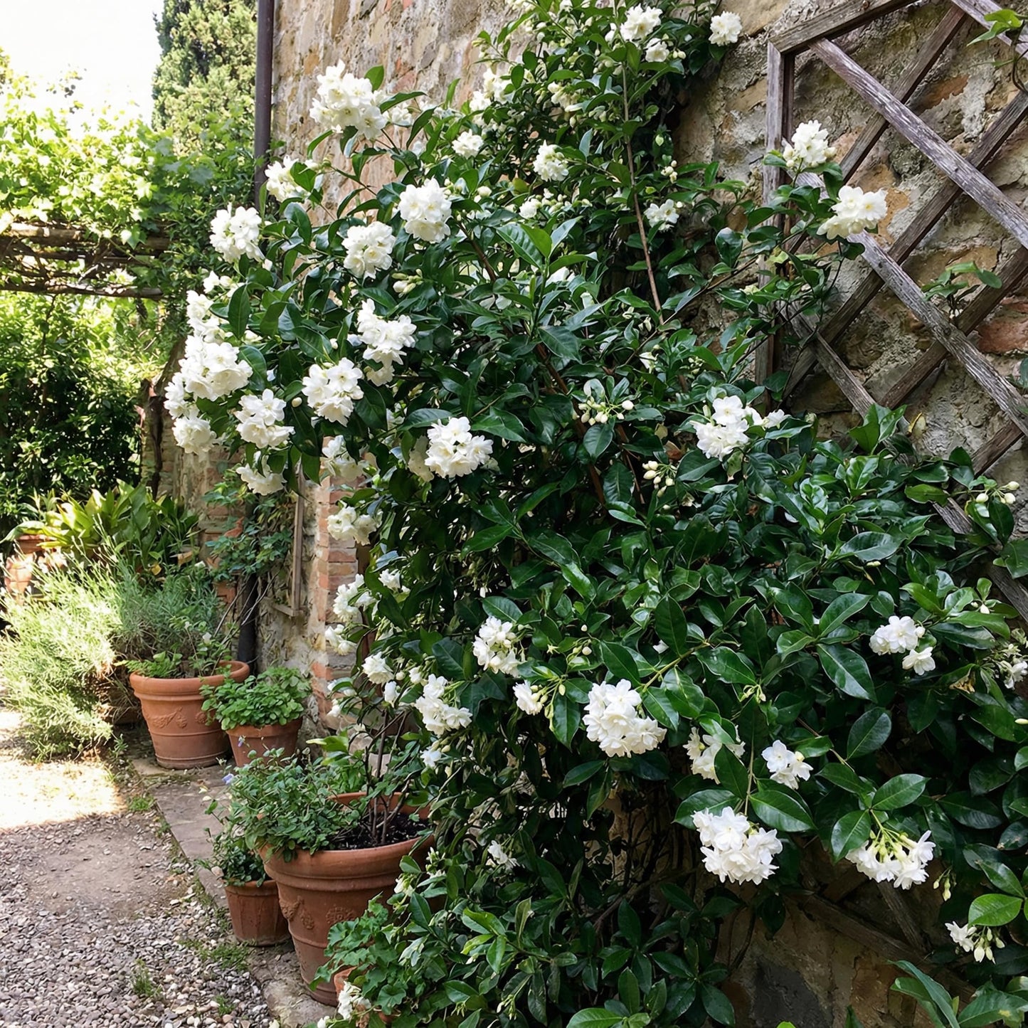 Duke of Tuscany Jasmine Plant 10-14'' Tall in Half Gallon Pot, Fragrant, Hardy Jasmine Flowering Plant for Planting Indoor Outdoor