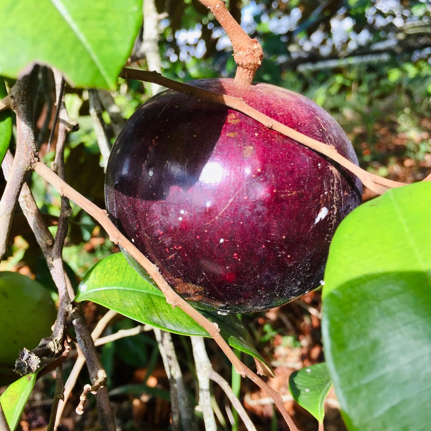 Caimito Tree (Chrysophyllum cainito) – Star Apple Live Tropical Fruit Plant 1–2 ft Tall TROPICALPLANTAE