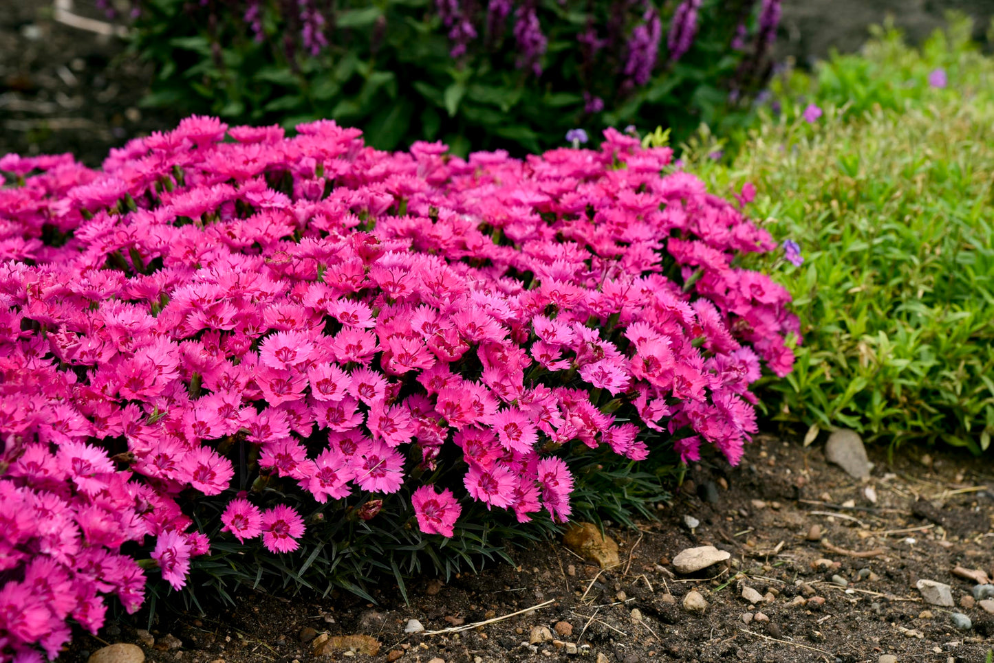 Live Plant from Green Promise Farms - Proven Winners, Dianthus Paint The Town Fancy Pinks, Rosy Fuschia Flowers - #1 Gallon Size Container