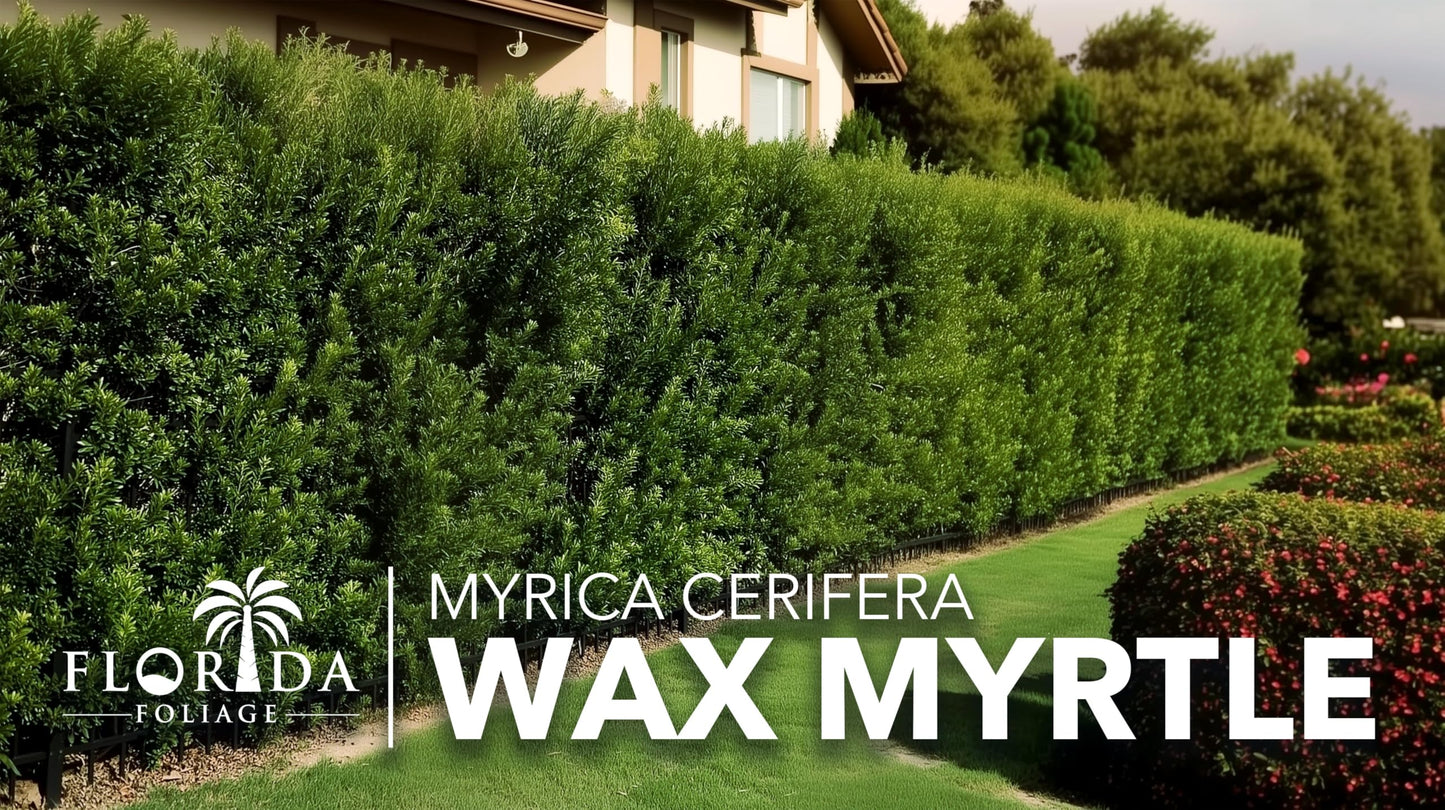 Wax Myrtle | 3 Live Plants | Myrica Cerifera | Fast Growing Shrub, Privacy Screen, Evergreen Foliage, Ornamental, Drought Tolerant, Low Maintenance, Garden Landscape